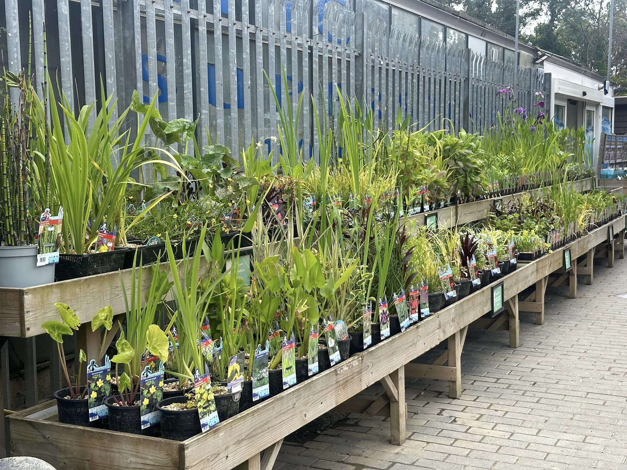 Transforming Ponds into Thriving Ecosystems: The Benefits of Pond Plants - Perfect Aquatics Ltd