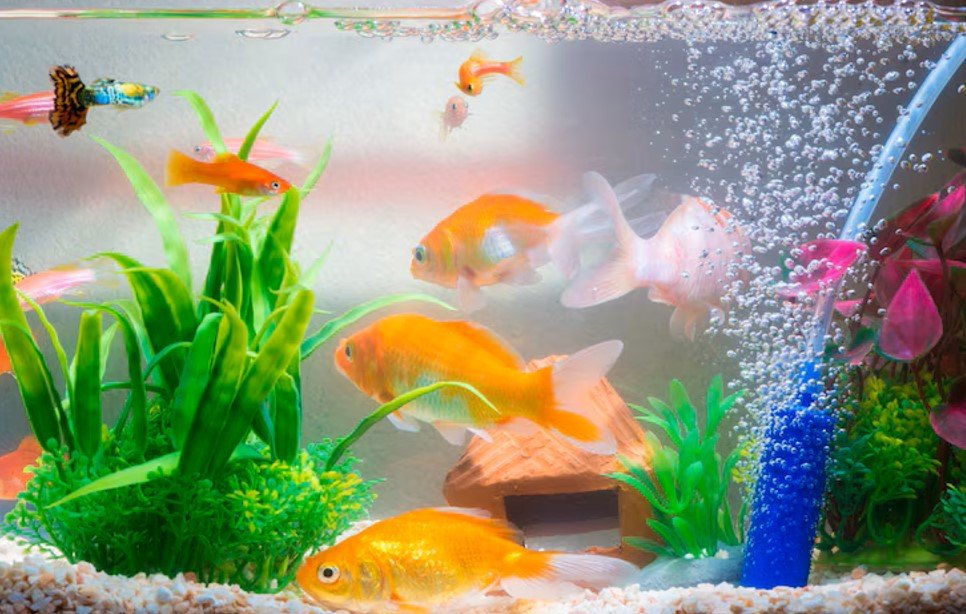 Effortlessly Acclimate New Aquarium Inhabitants: Perfect Aquatics’ Comprehensive Guide - Perfect Aquatics Ltd