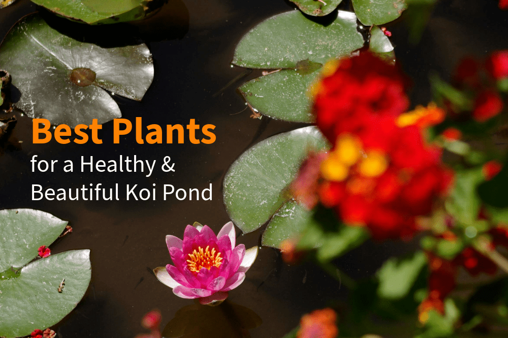 Best Plants for a Healthy and Beautiful Koi Pond - Perfect Aquatics Ltd