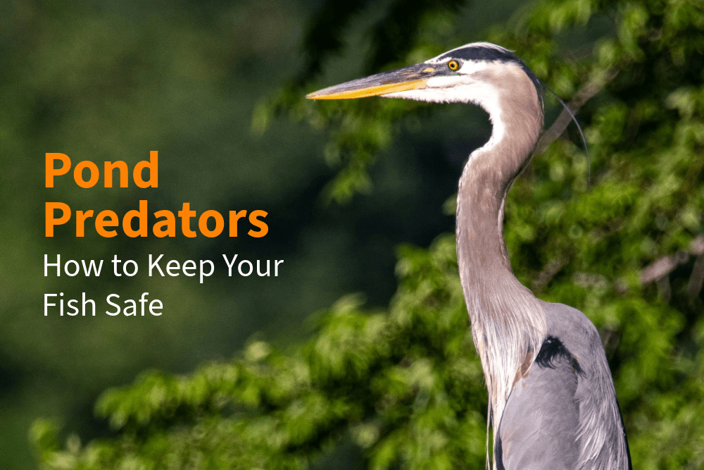 How to Keep Predators Away from Your Koi Pond - Perfect Aquatics Ltd