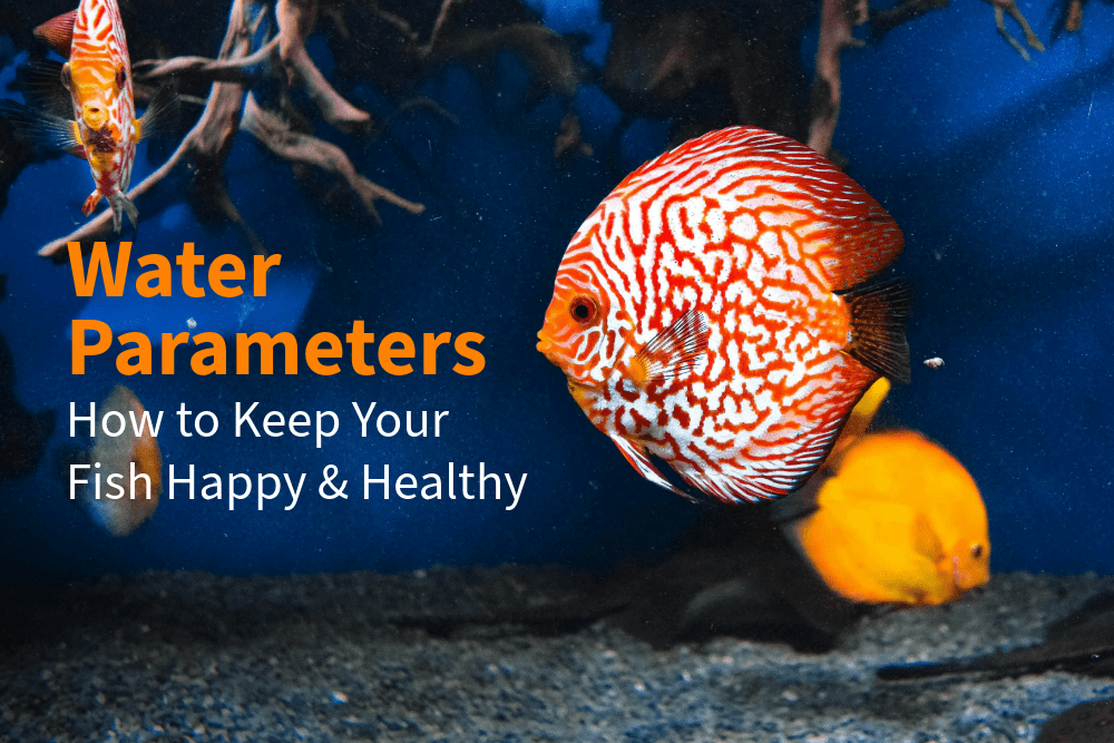 The Science of Water Parameters: How to Keep Your Fish Happy & Healthy - Perfect Aquatics Ltd