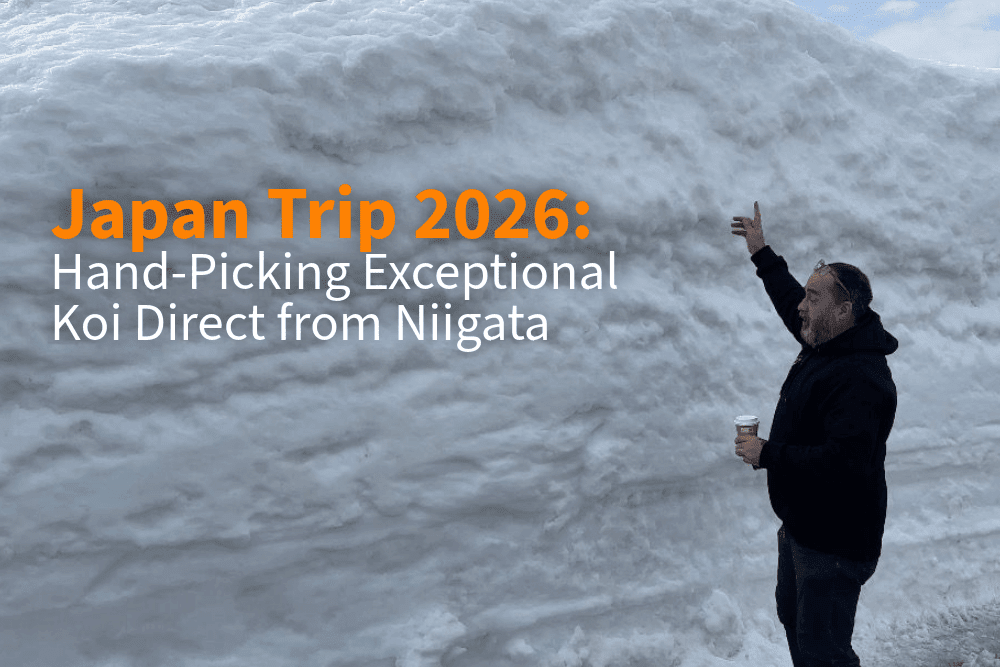 Anthony Day in Japan – Hand-Picking Exceptional Koi Direct from Niigata - Perfect Aquatics Ltd