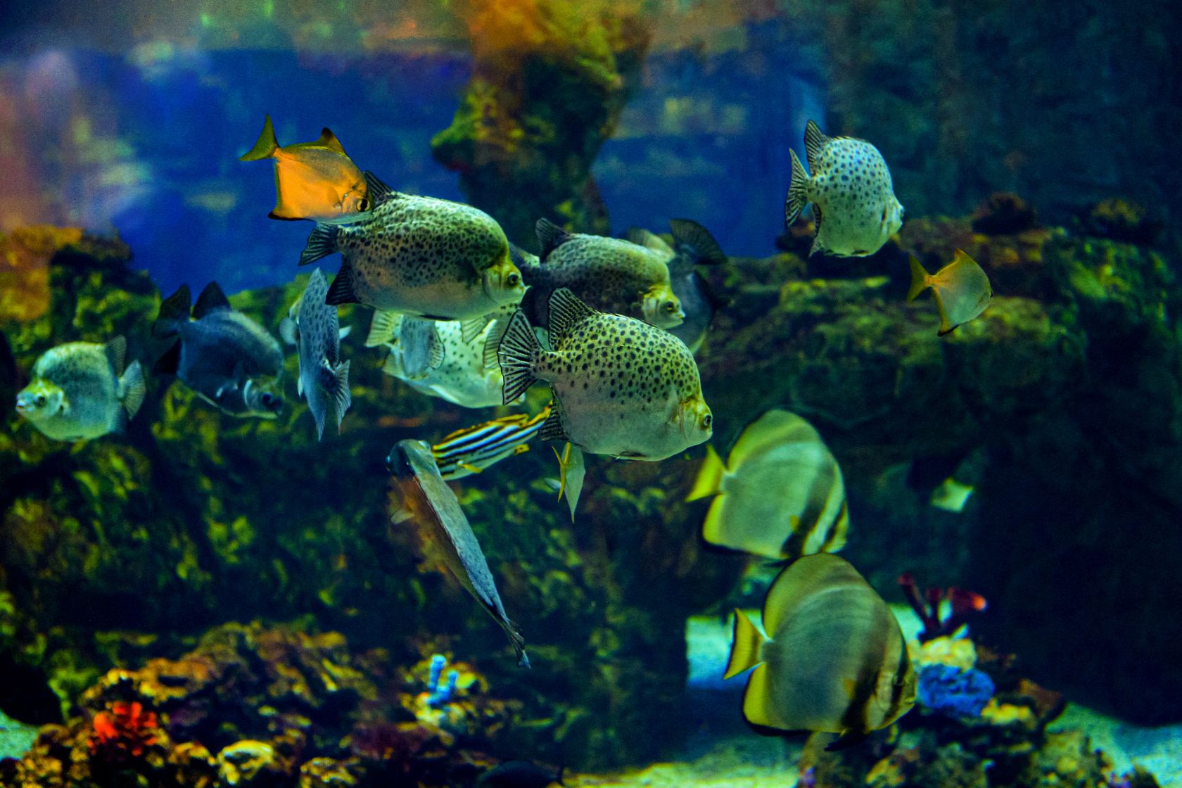 View of Guide to Saltwater Setup, Species Selection, and Maintenance