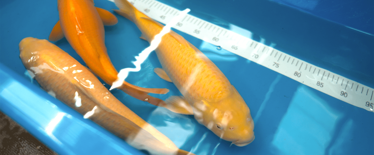 A Sample Of Our Koi - Karashigoi - Perfect Aquatics Ltd