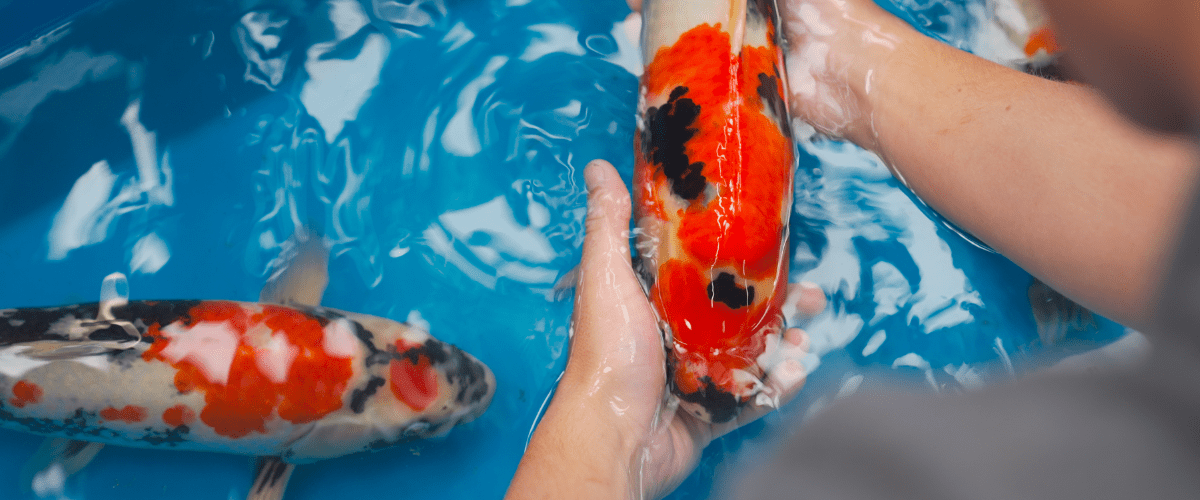 High Quality Showa From Isa Koi Farm - Perfect Aquatics Ltd