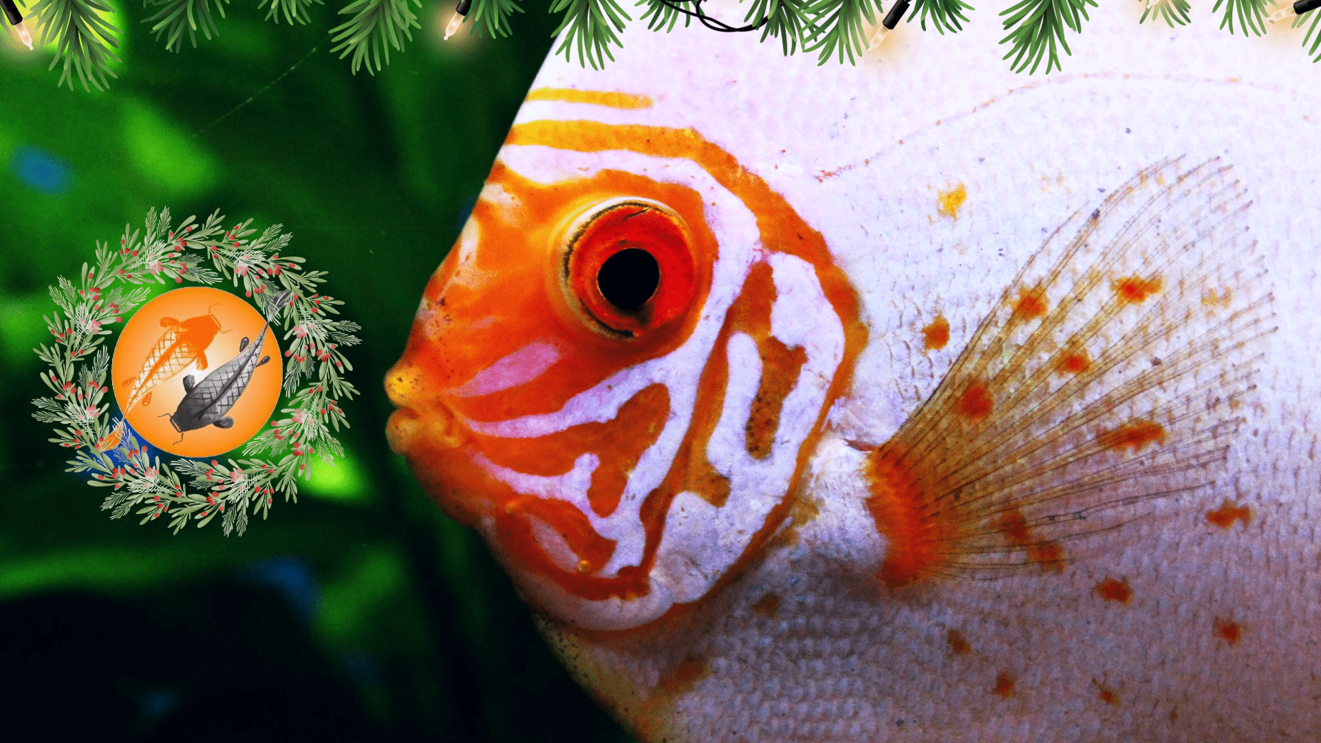 Make a Splash This Christmas with Exclusive Aquatic Gift Ideas - Perfect Aquatics Ltd