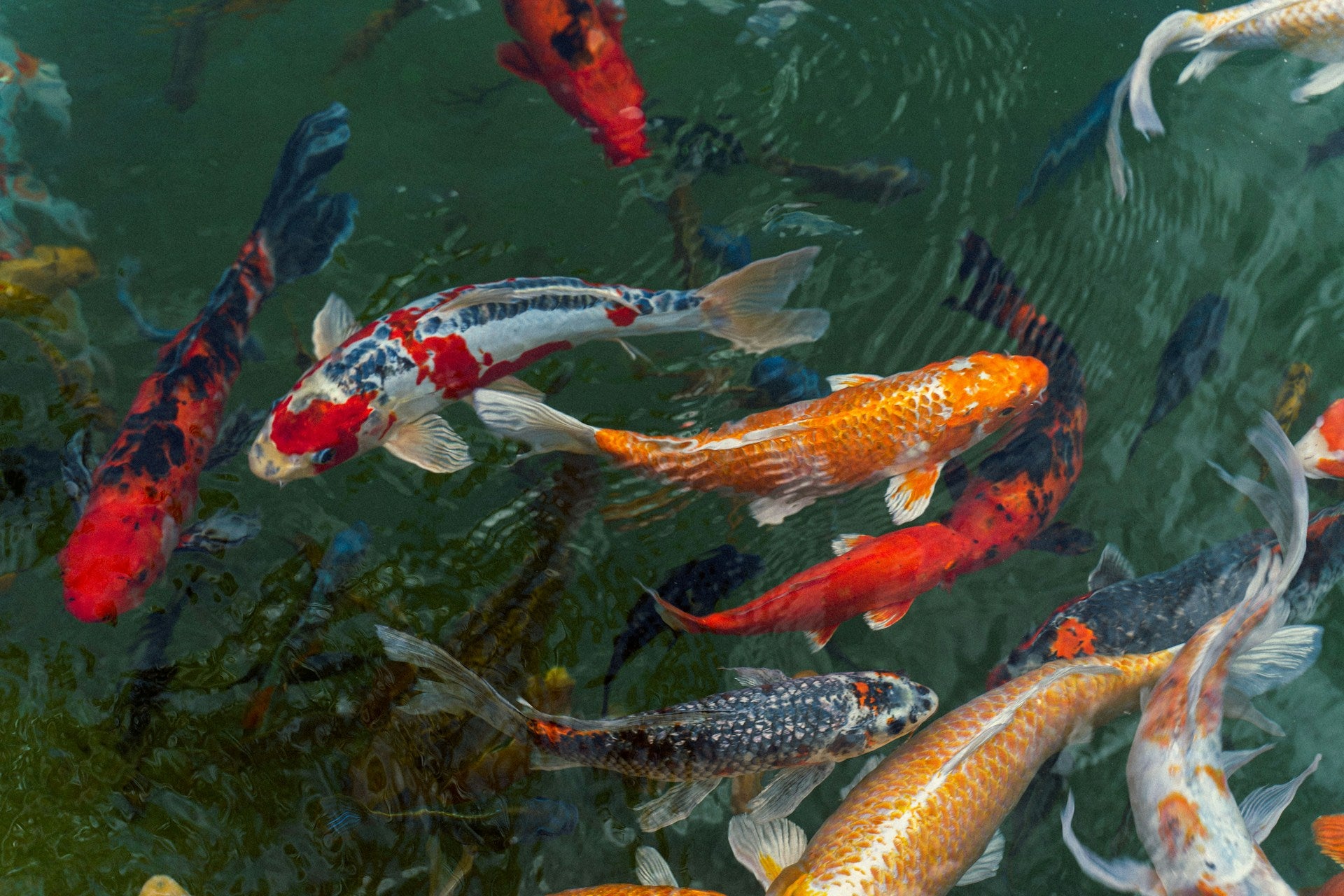 The Fascinating World of Koi Fish: Care, Pond Design and Feeding Essentials - Perfect Aquatics Ltd