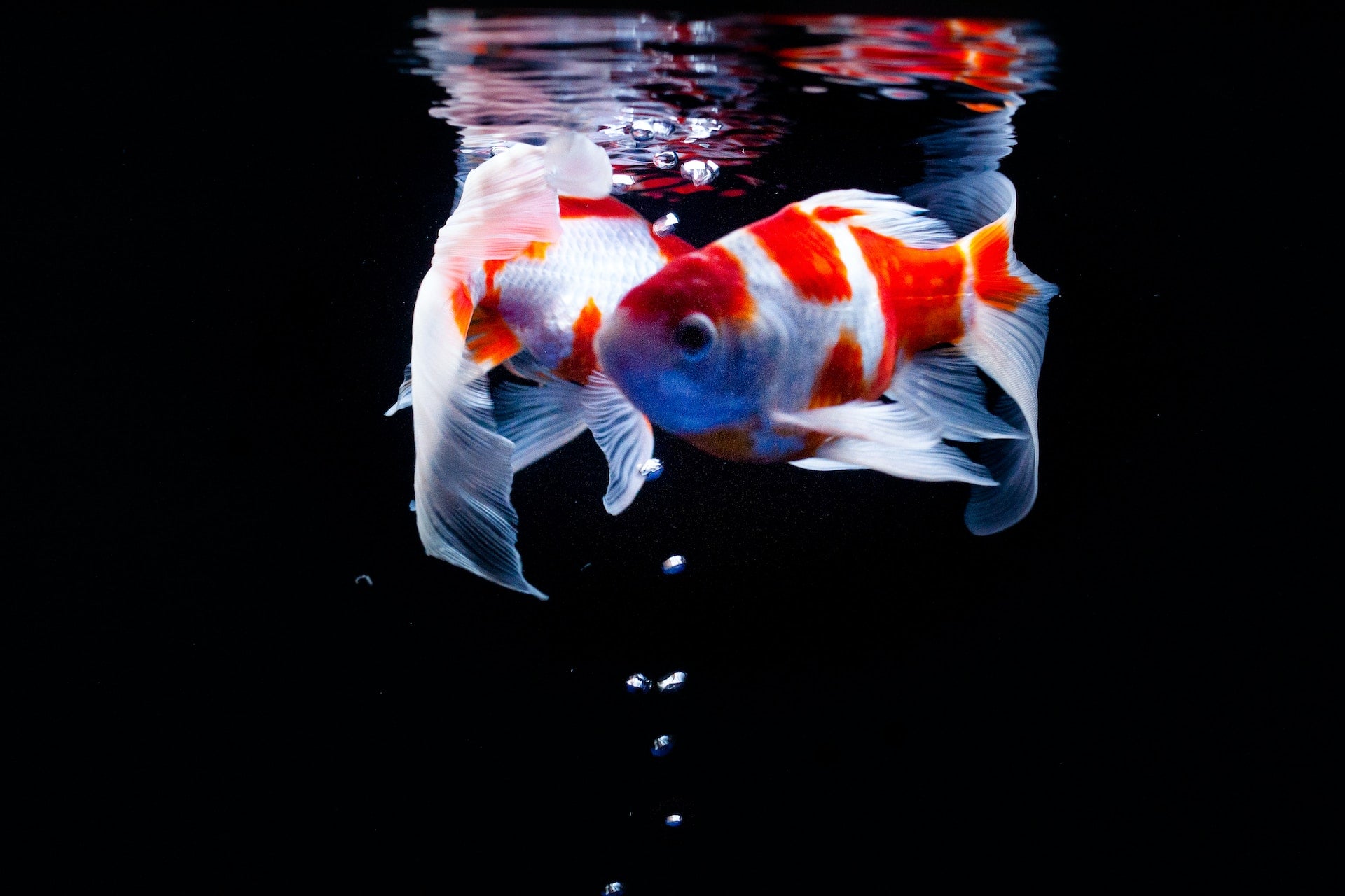 Koi Care: Tips for Creating and Maintaining a Beautiful and Healthy Koi Pond - Perfect Aquatics Ltd