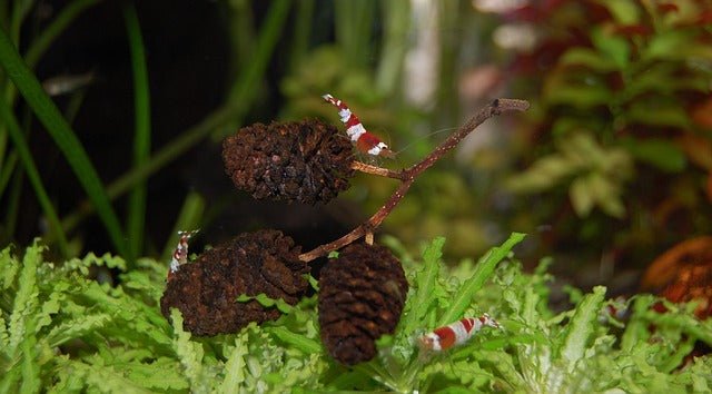 A Guide to Creating and Maintaining a Beautiful Tropical Aquarium - Perfect Aquatics Ltd