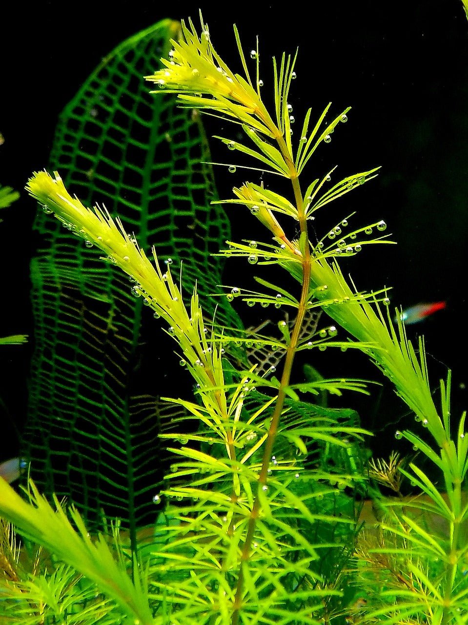 5 Easy Aquatic Live Plants for Beginners - Perfect Aquatics Ltd