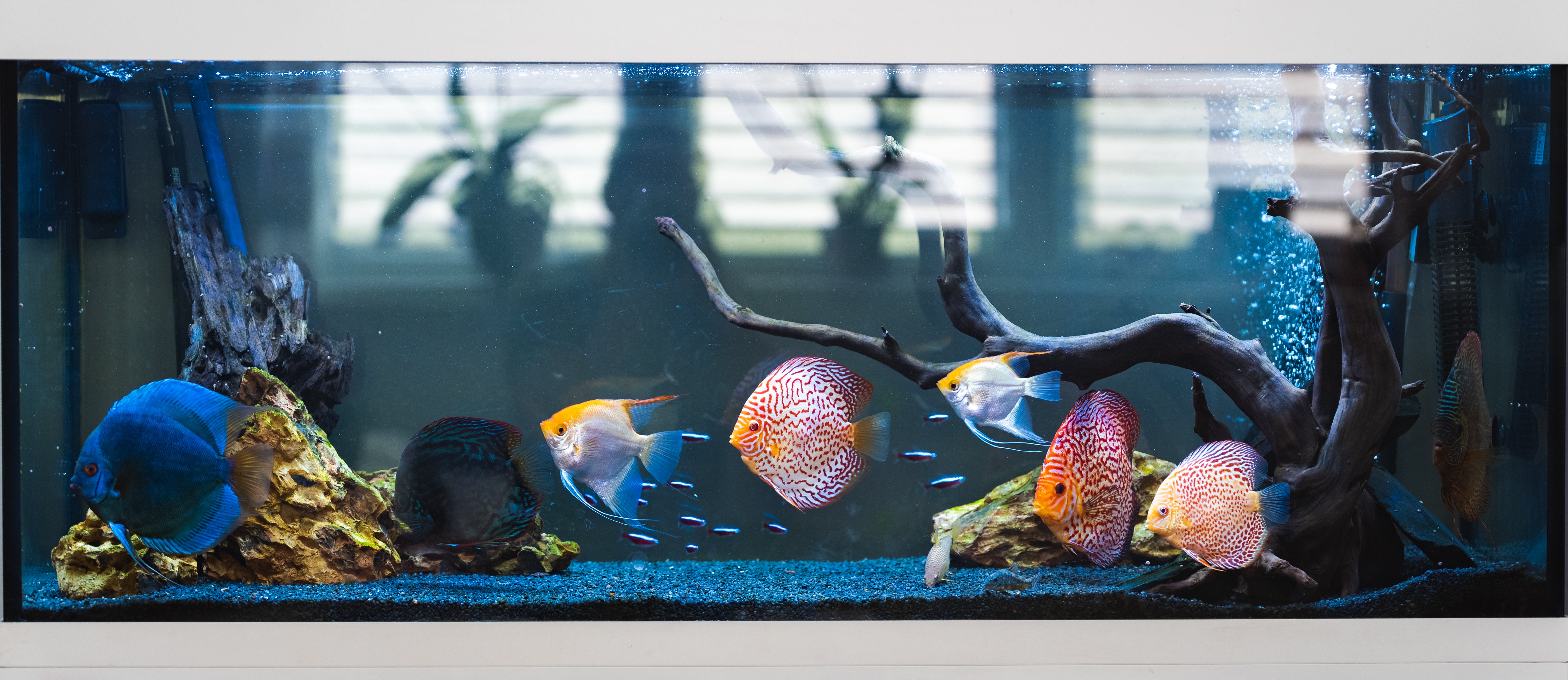 Marine Aquariums for Beginners: Tips, Equipment & Livestock Guide - Perfect Aquatics Ltd
