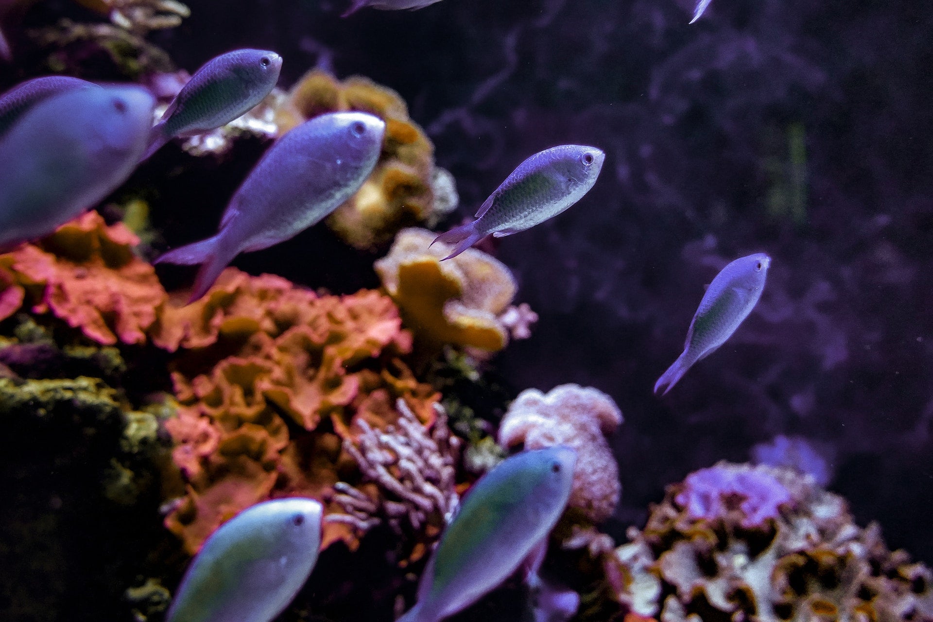 Troubleshooting Common Aquarium Problems: Causes and Solutions - Perfect Aquatics Ltd