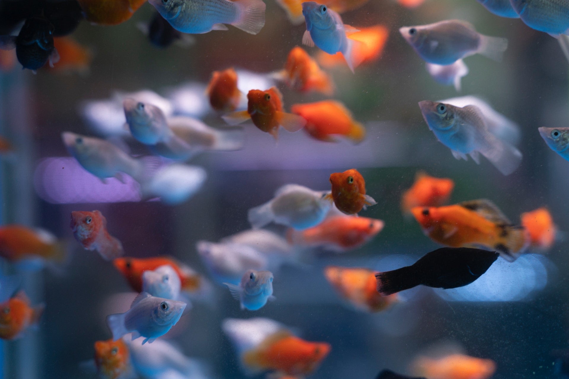 The Fundamentals of Aquarium Fish Breeding: Species Selection and Care Tips - Perfect Aquatics Ltd