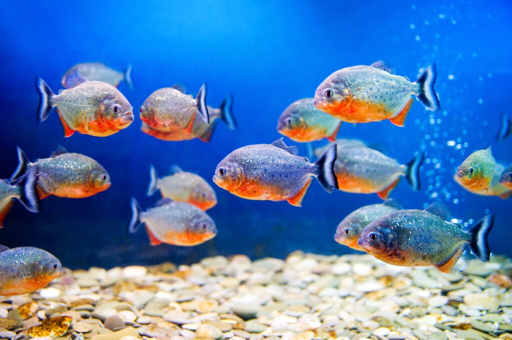 Marine Aquariums for Beginners: Choosing Fish, Tank Set-up, and Maintenance Essentials - Perfect Aquatics Ltd