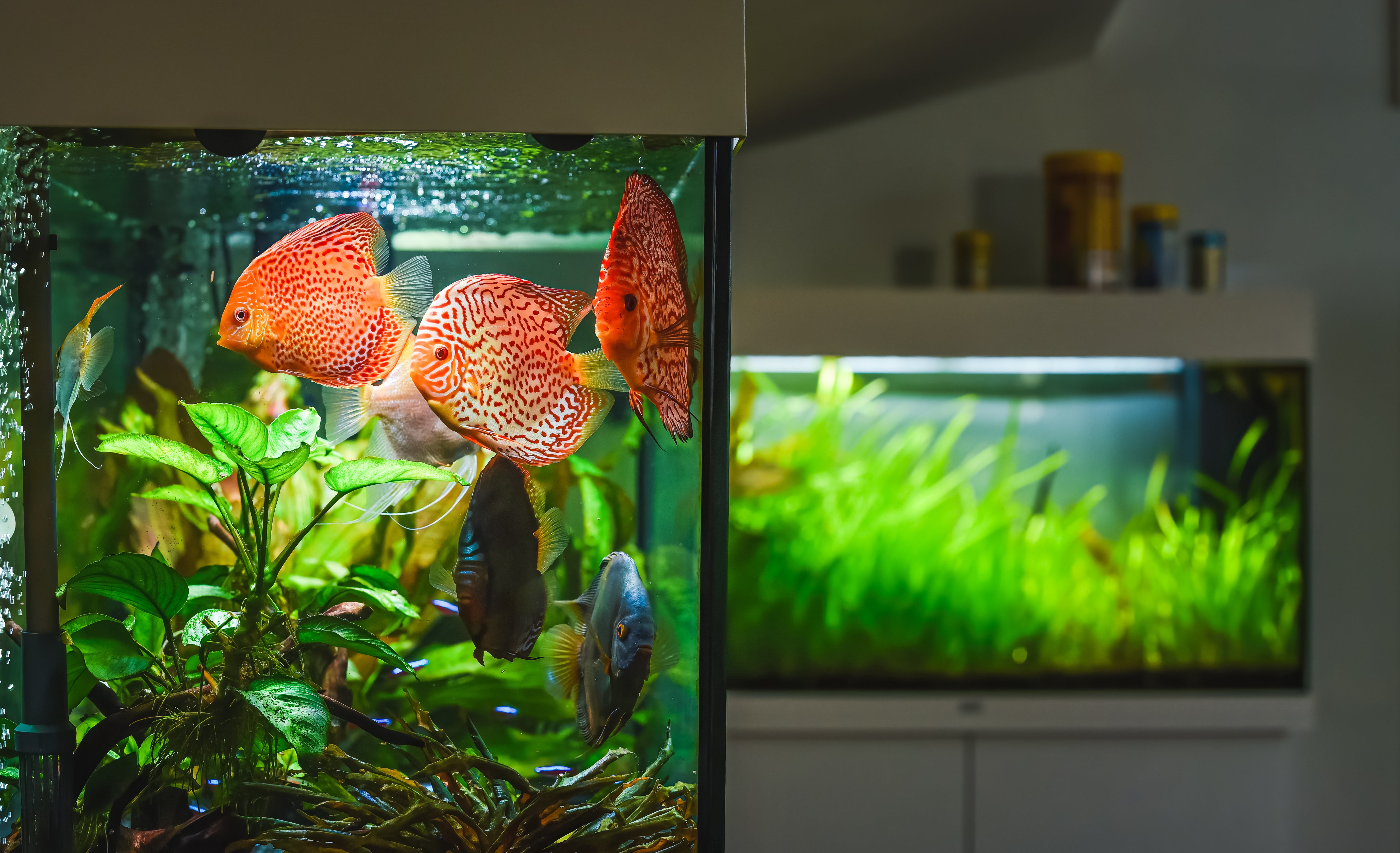 Lighting Solutions for Stunning Aquariums: Choices, Installation, and Maintenance for Optimal Illumination - Perfect Aquatics Ltd