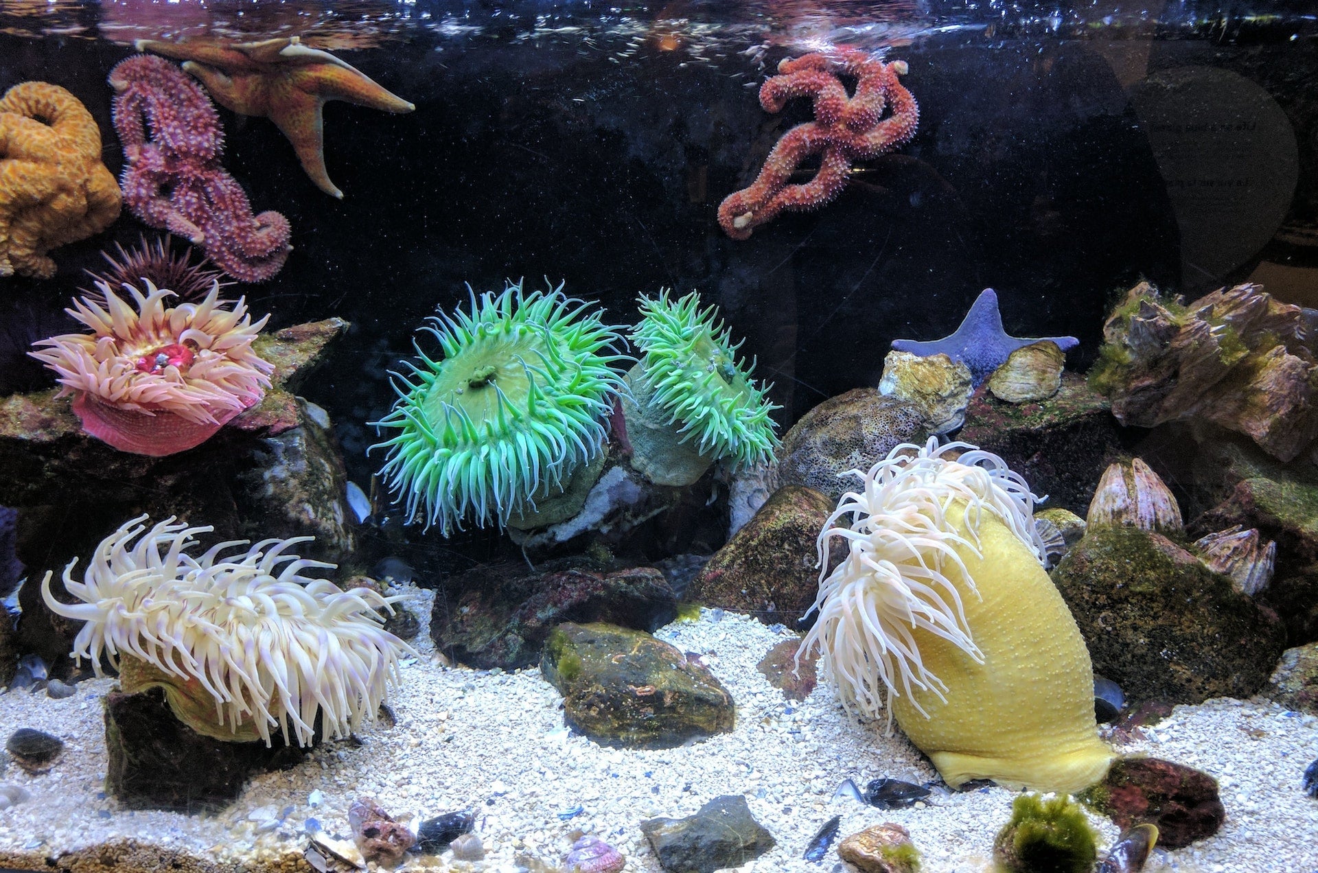 Unleash Your Creativity with Aquascaping: A Beginner's Guide to Design Techniques - Perfect Aquatics Ltd