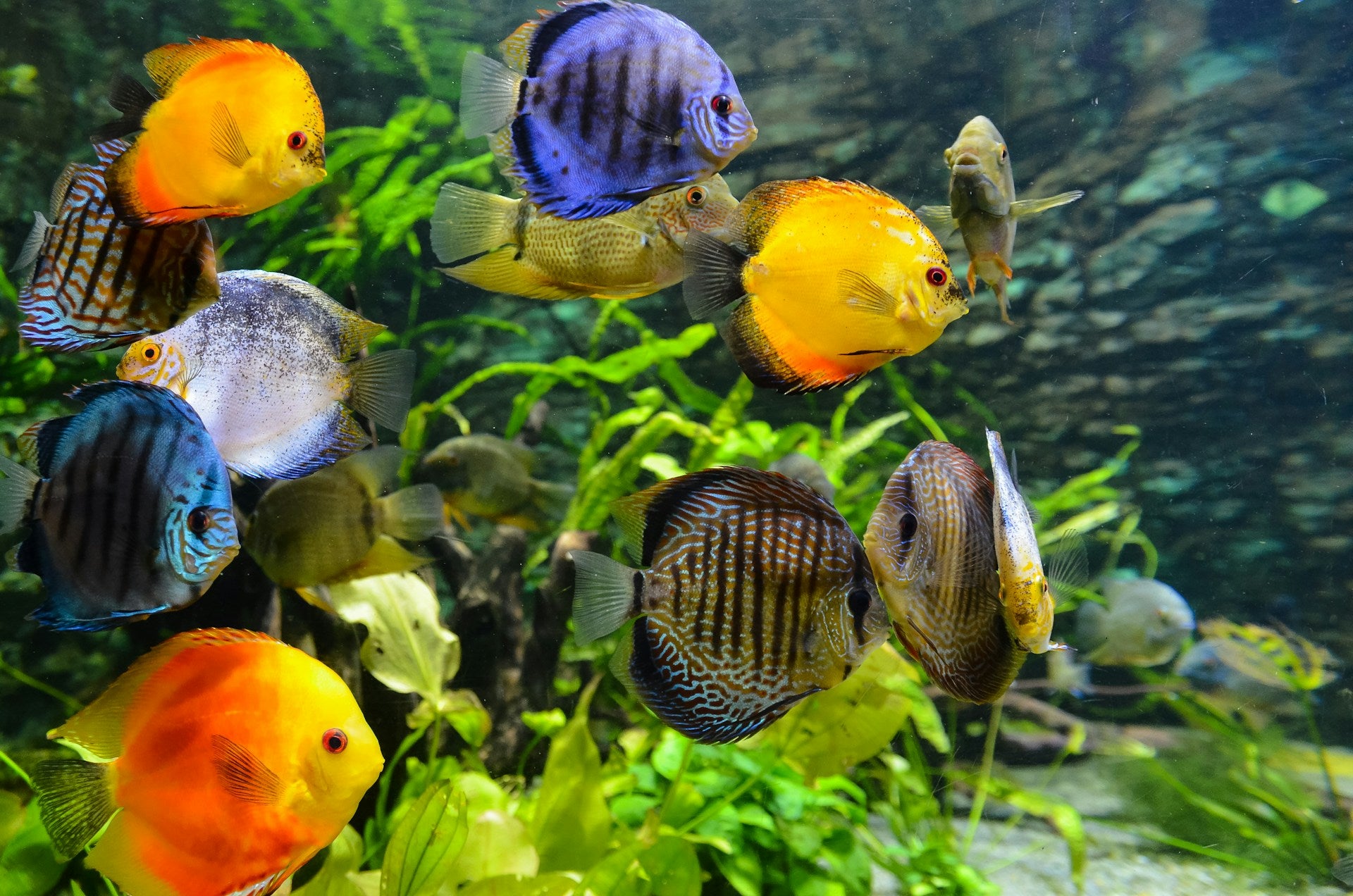 Tropical Aquarium Mastery: Expert Insights into Nurturing Thriving Underwater Environments - Perfect Aquatics Ltd