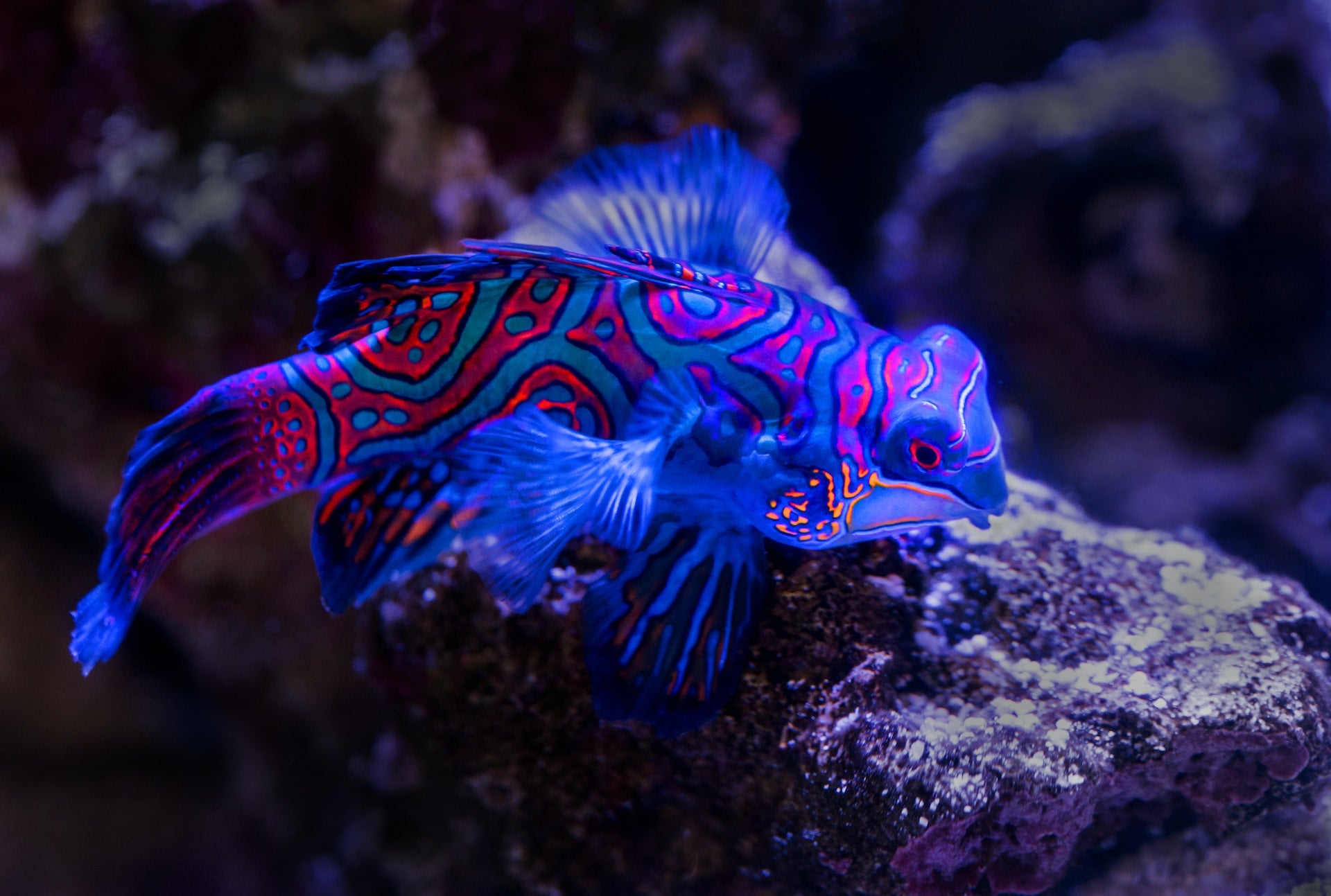 Tropical Aquarium Magic: Discovering and Caring for Exotic Freshwater Fish - Perfect Aquatics Ltd