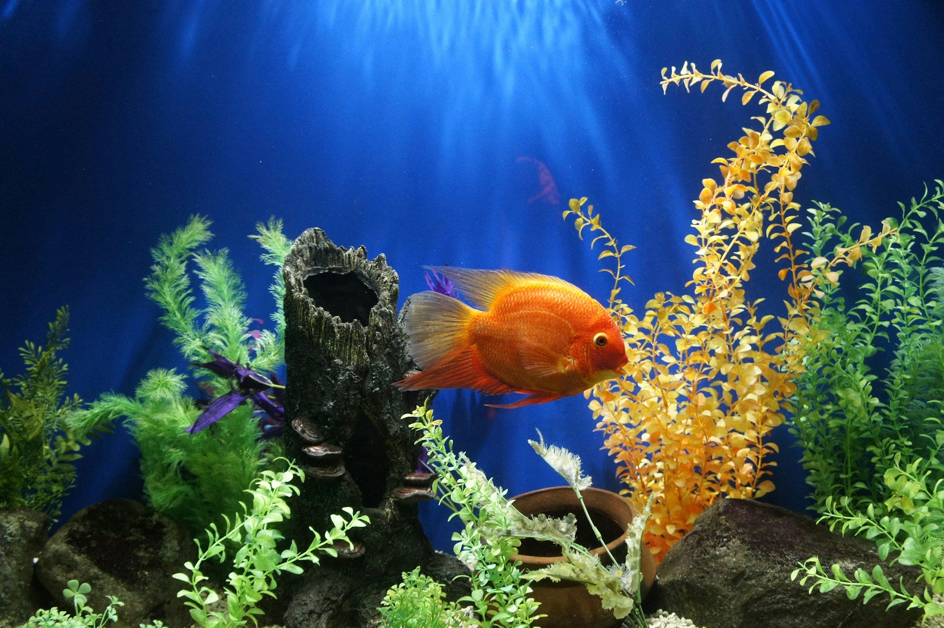 Beginner's Guide to Starting a Marine Aquarium - Perfect Aquatics Ltd