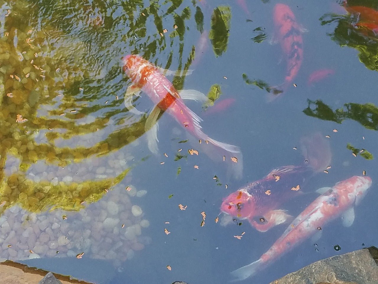 The Essentials of Koi Pond Care: Expert Tips for Creating a Healthy and Thriving Habitat - Perfect Aquatics Ltd
