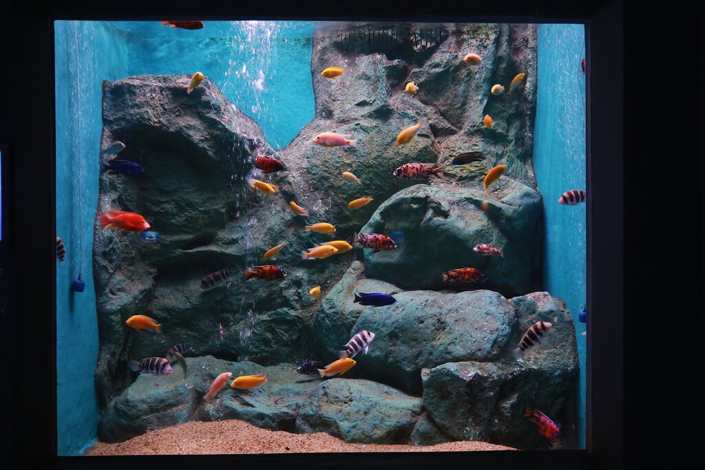 Image showcasing Aquarium Water Chemistry Basics: Understanding & Maintaining