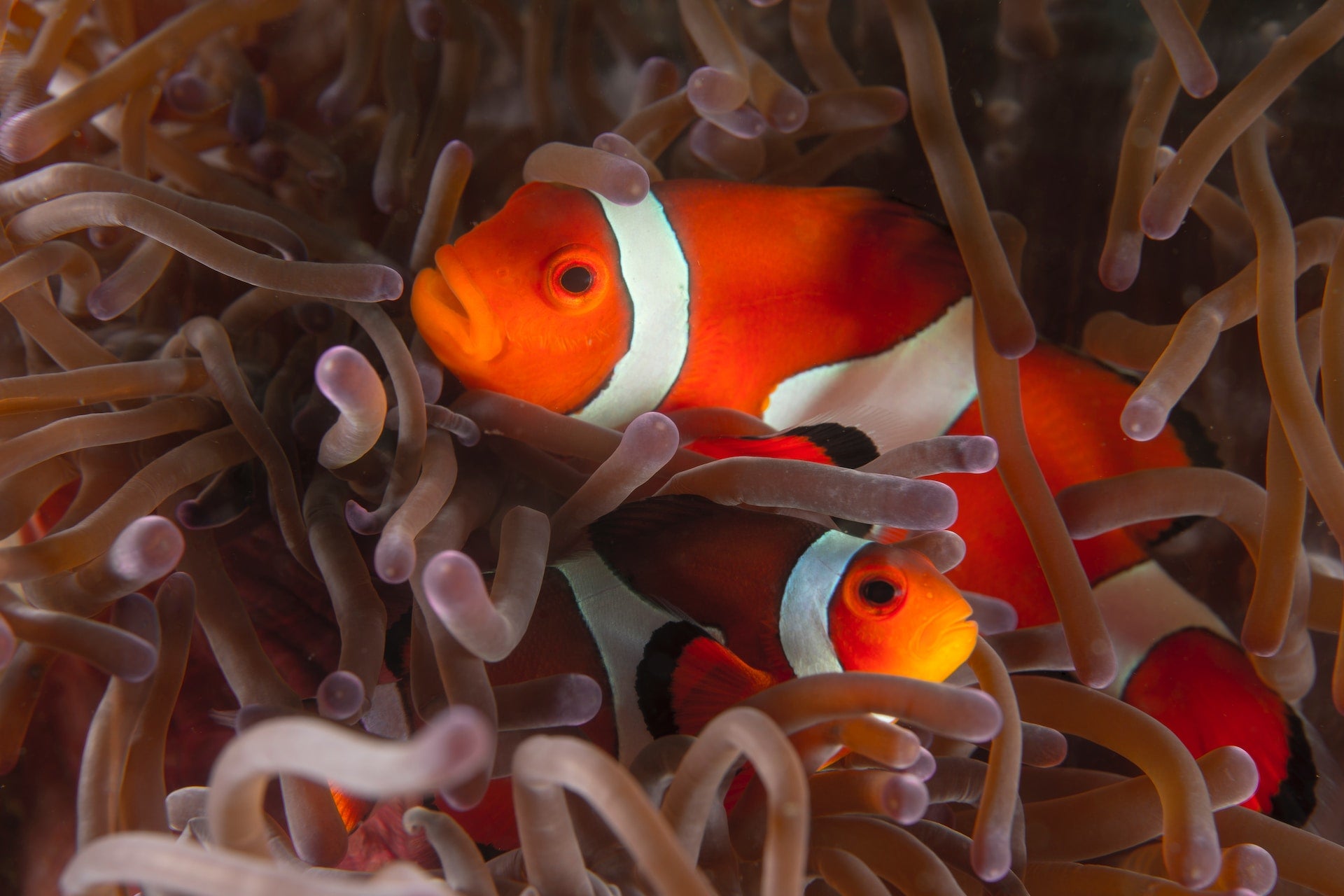 Fish Health 101: Understanding, Preventing, and Treating Common Aquarium Fish Diseases - Perfect Aquatics Ltd