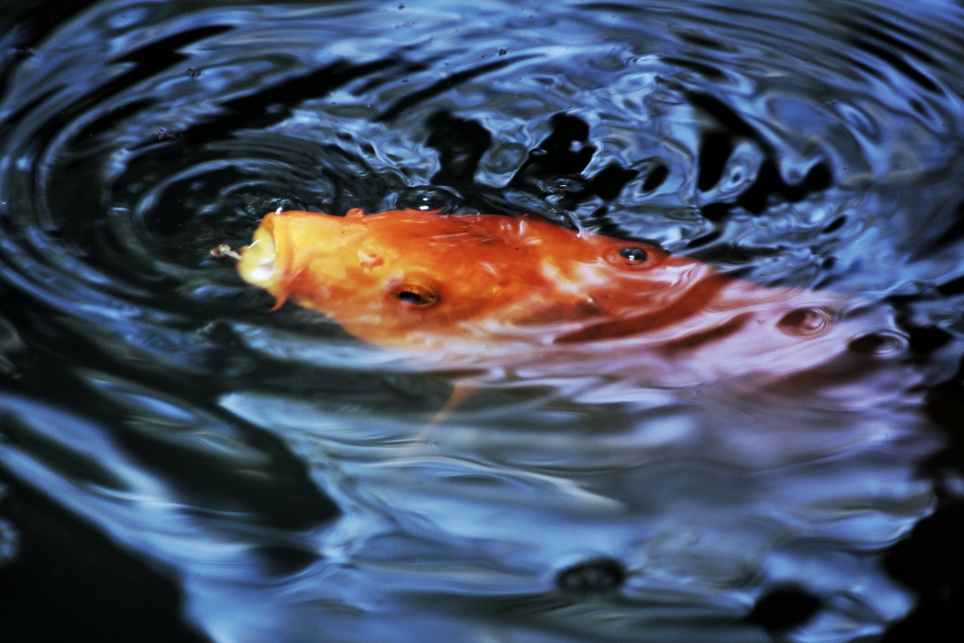 Pond Care and Maintenance: Tips for a Healthy, Vibrant Outdoor Ecosystem - Perfect Aquatics Ltd