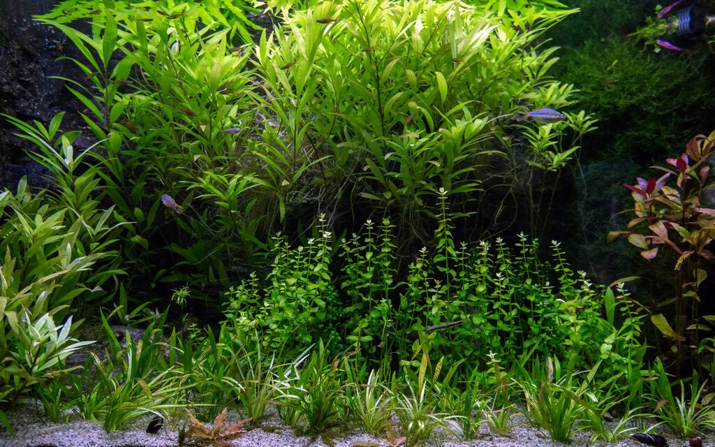 The Alluring World of Planted Aquariums: Design, Care, and Expert Insights for Success - Perfect Aquatics Ltd