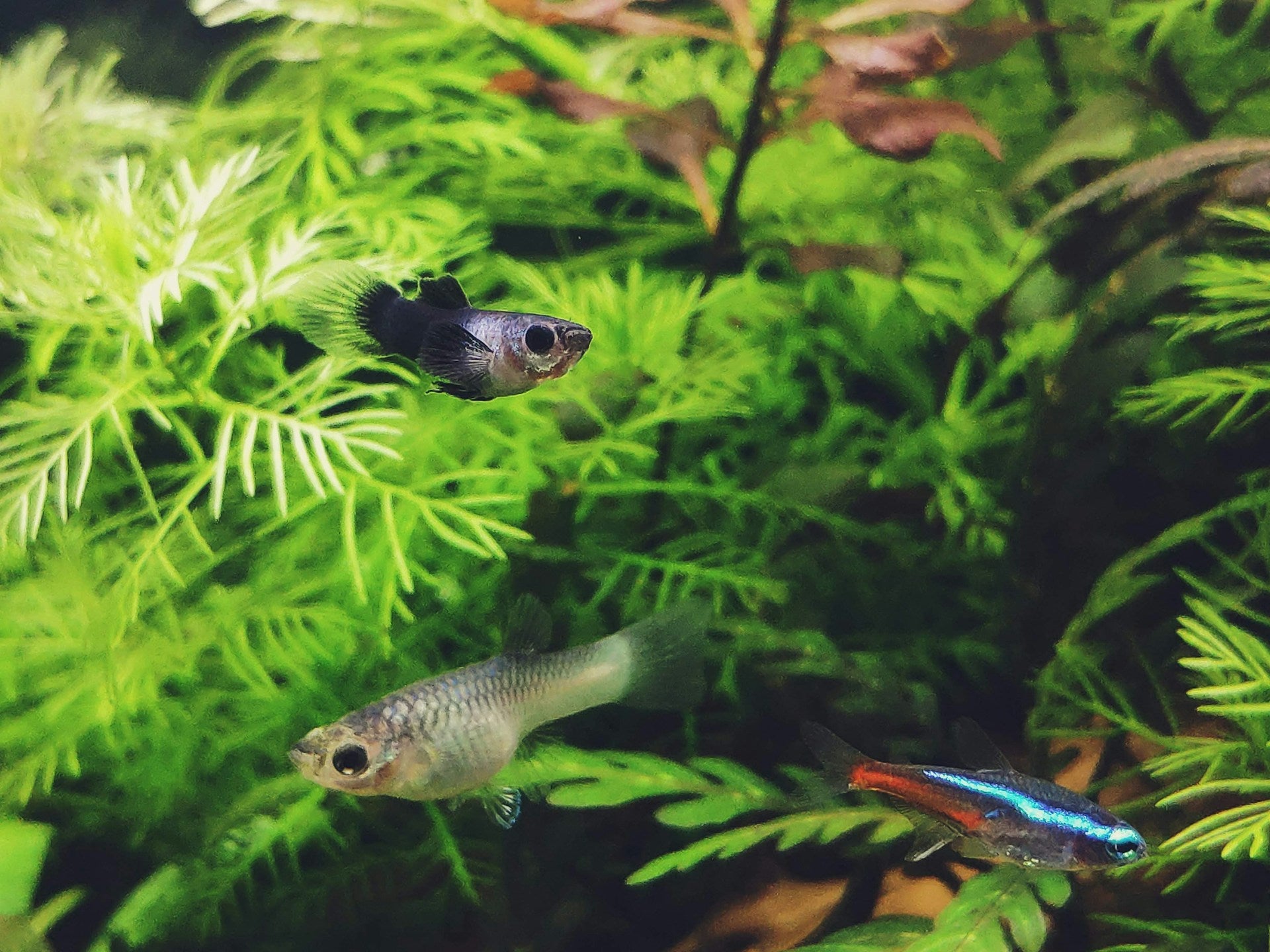 Setting Up a Tropical Aquarium: A Beginner's Guide - Perfect Aquatics Ltd