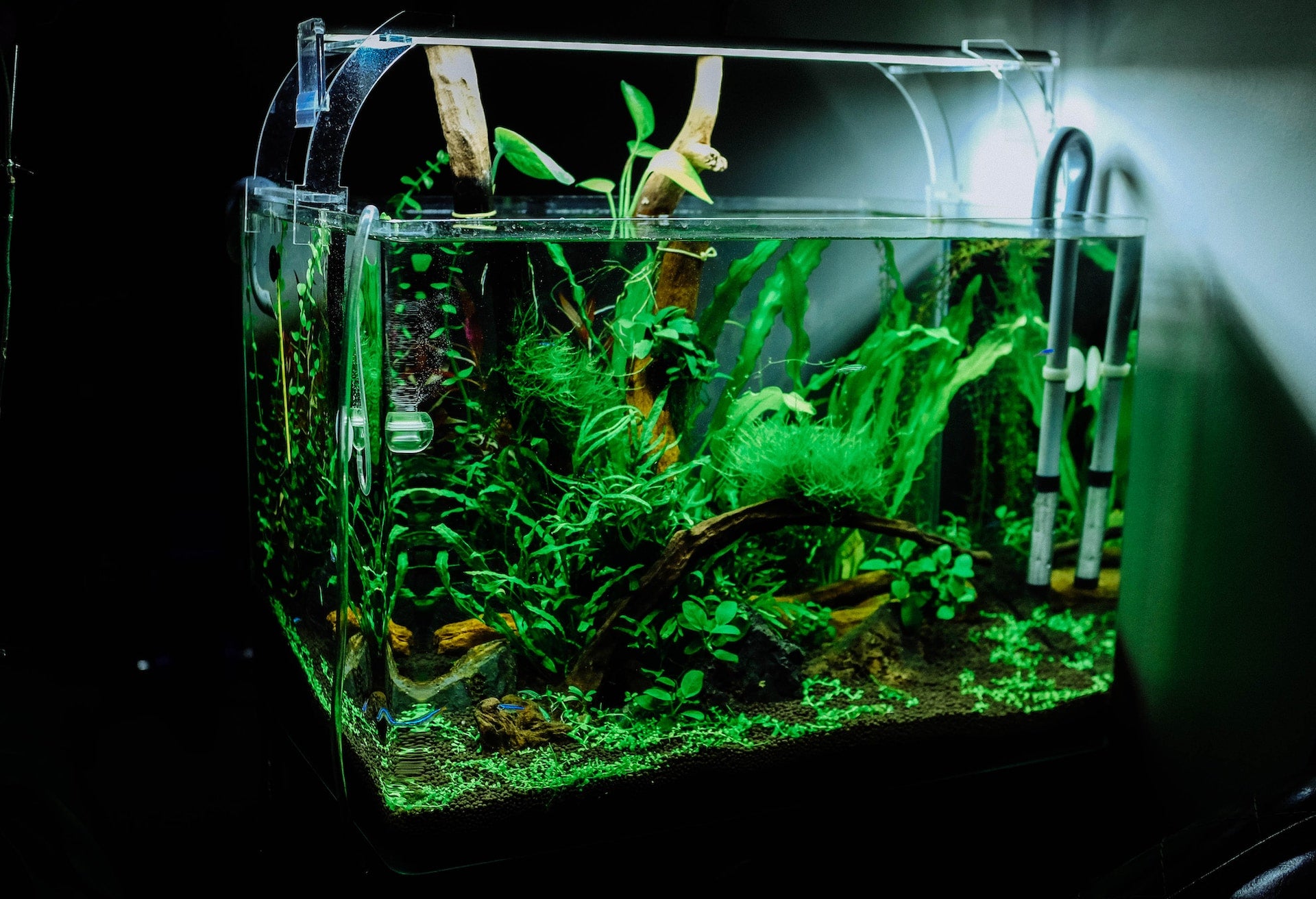 Create an Enchanting Aquascape with Inspiring Styles - Perfect Aquatics Ltd