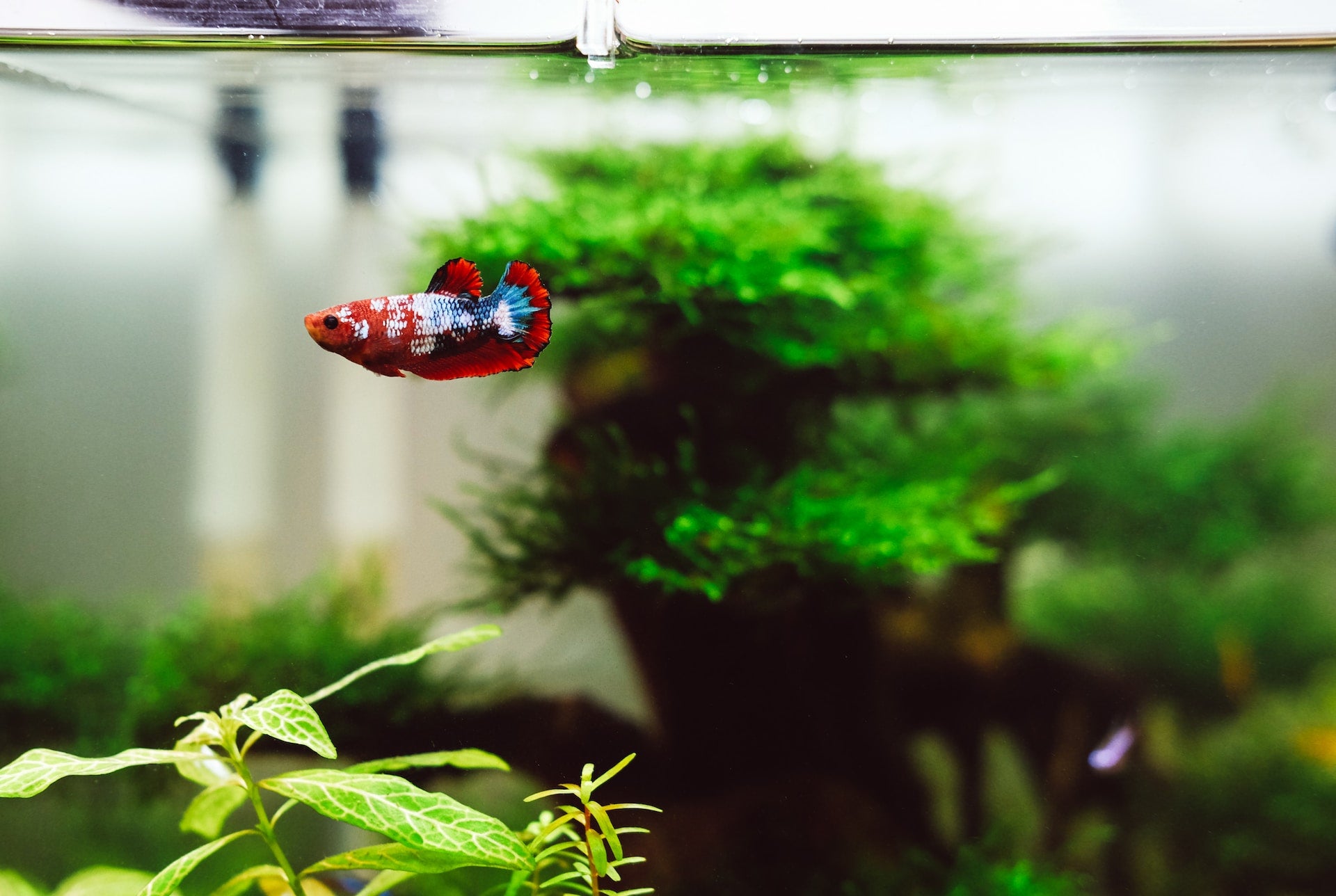 Beginner's Guide to a Successful Planted Aquarium: Plant Selection, Care, and Lighting - Perfect Aquatics Ltd