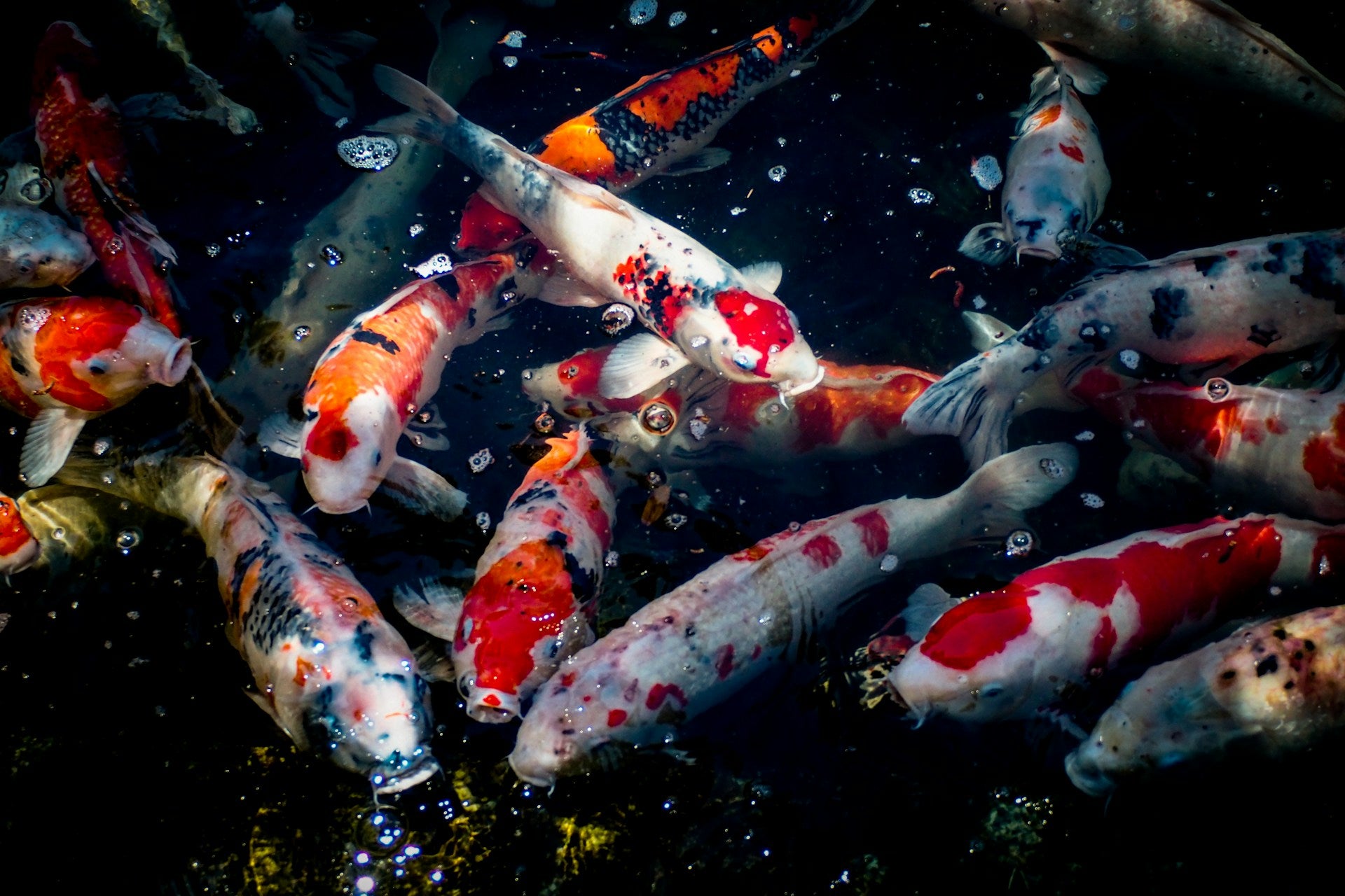 A Deep Dive into Koi Ponds: Tips for Creating and Maintaining a Healthy Koi Habitat - Perfect Aquatics Ltd