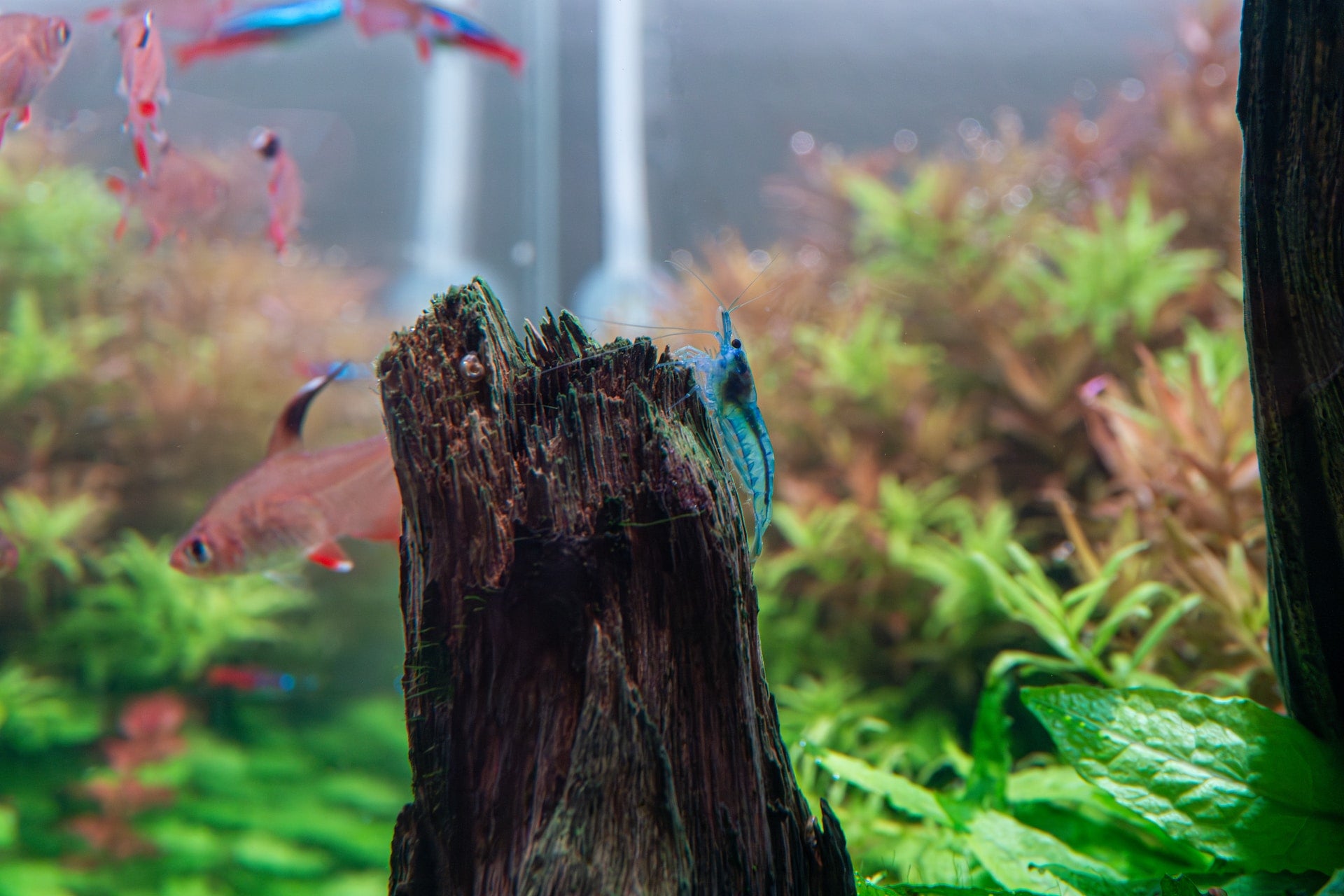The Art of Fishkeeping: Understanding Aquarium Maintenance and Fish Health - Perfect Aquatics Ltd