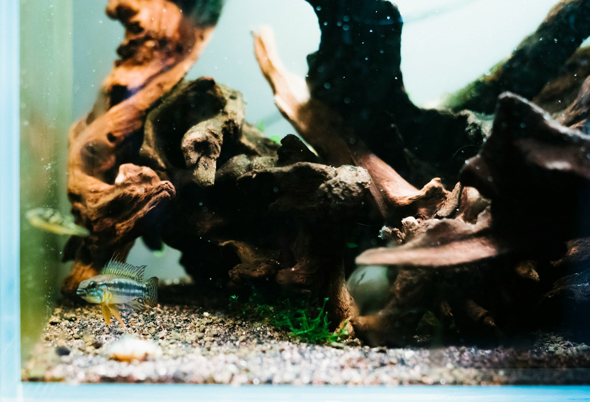 Essential Guide to Aquascaping: Styles, Hardscape & Plant Selection | Perfect Aquatics - Perfect Aquatics Ltd