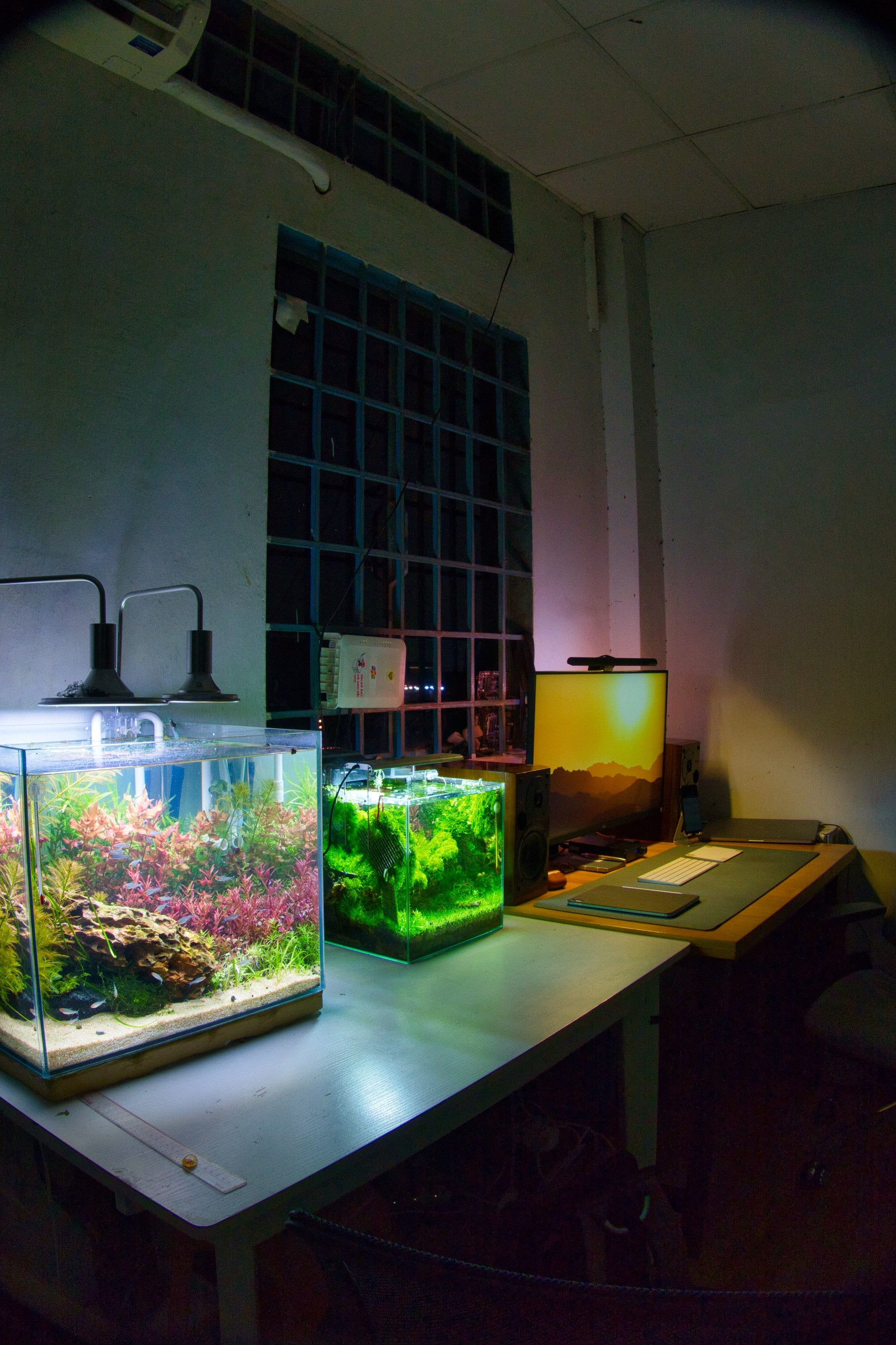 A Beginner's Guide to Creating a Beautiful Tropical Freshwater Aquarium - Perfect Aquatics Ltd