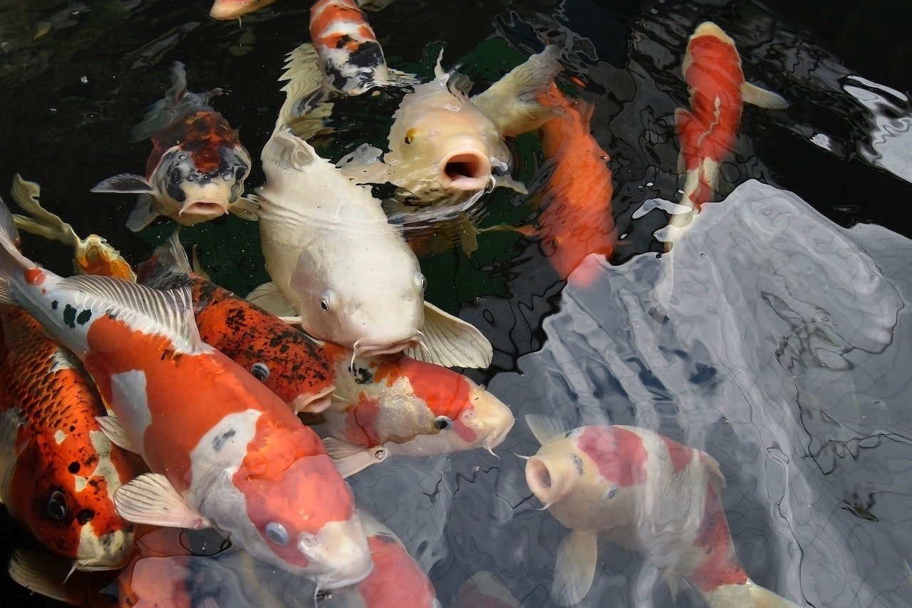 Koi Pond Essentials: Creating and Maintaining a Healthy, Serene Koi Pond Sanctuary - Perfect Aquatics Ltd