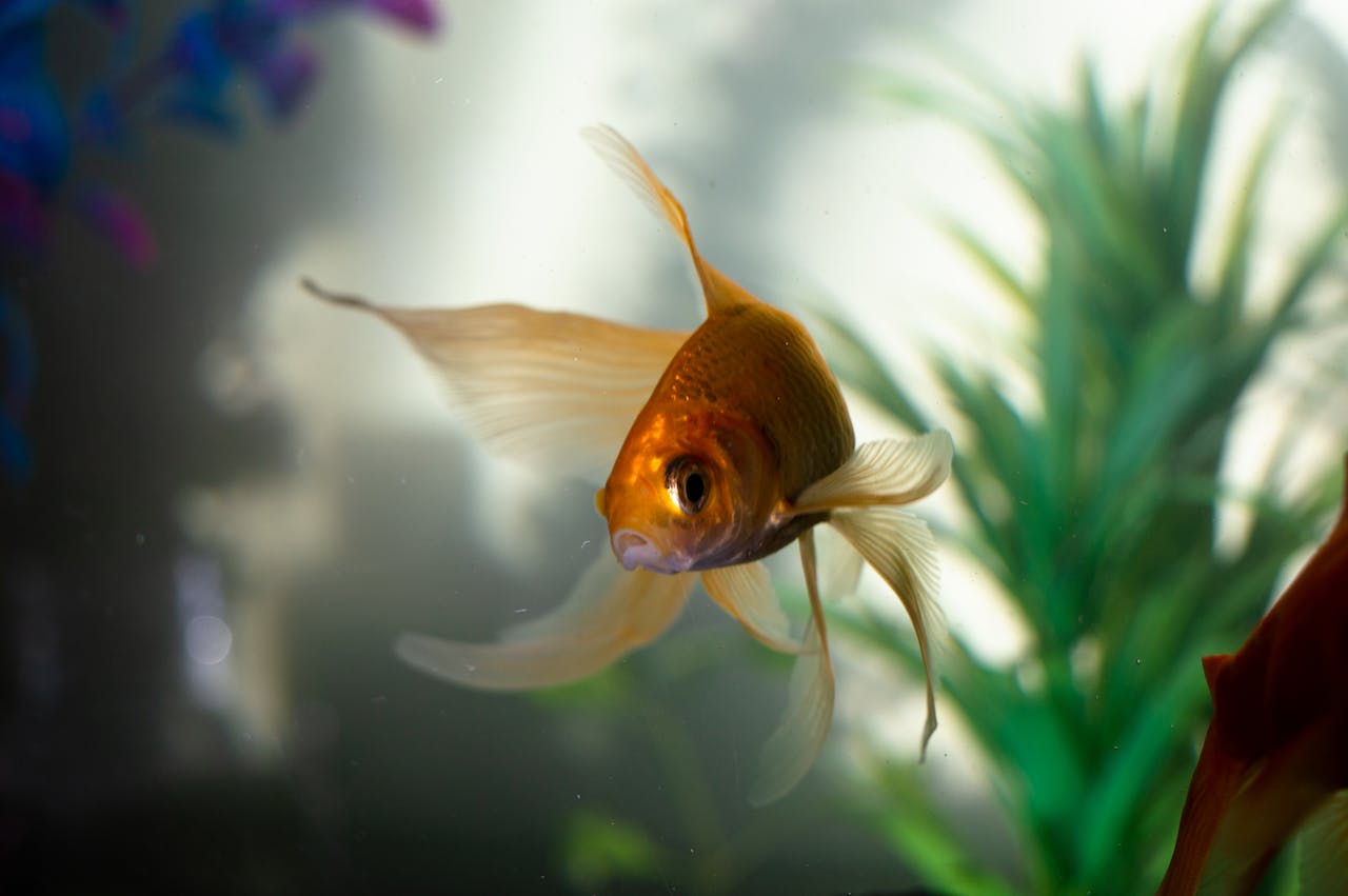 Demystifying the Nitrogen Cycle in Aquariums: A Comprehensive Guide - Perfect Aquatics Ltd