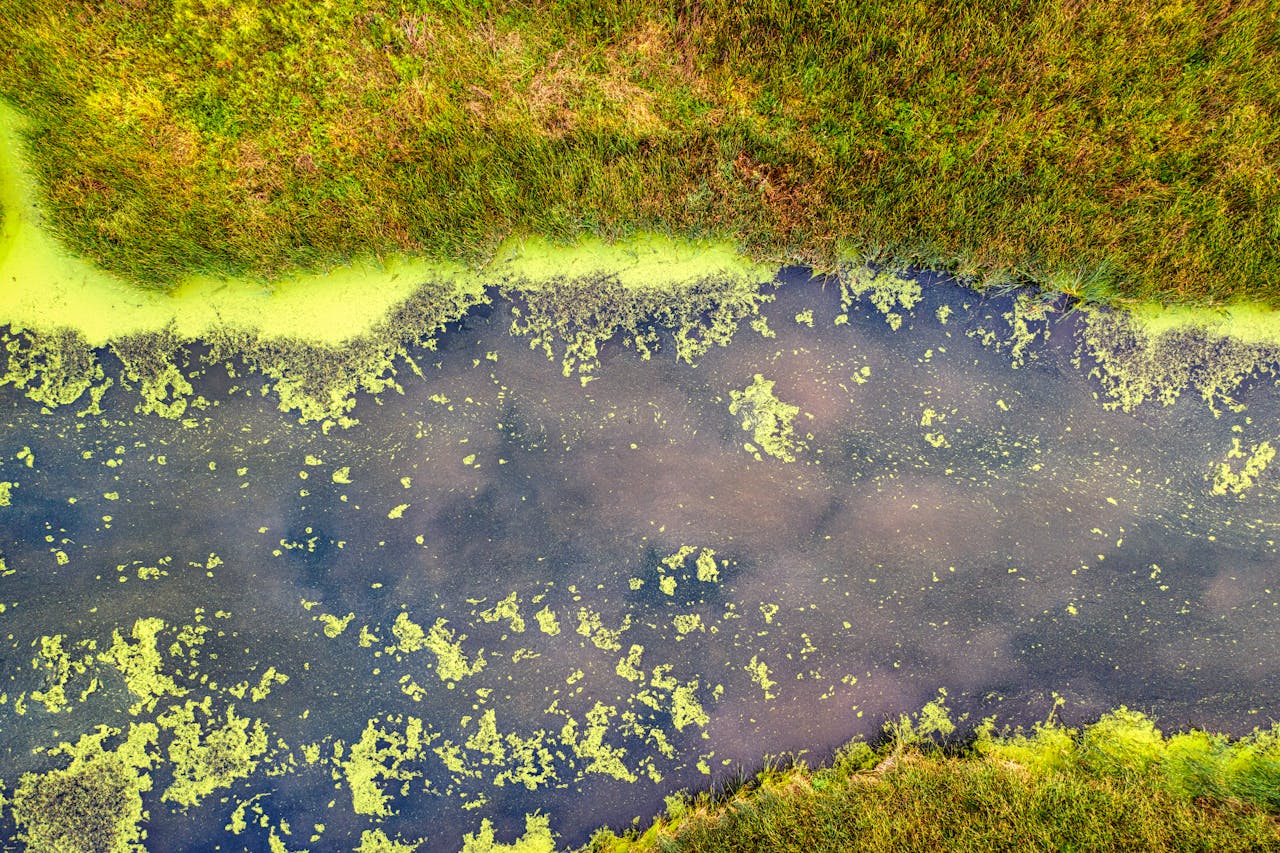 Understanding and Preventing Common Aquarium Algae Problems - Perfect Aquatics Ltd