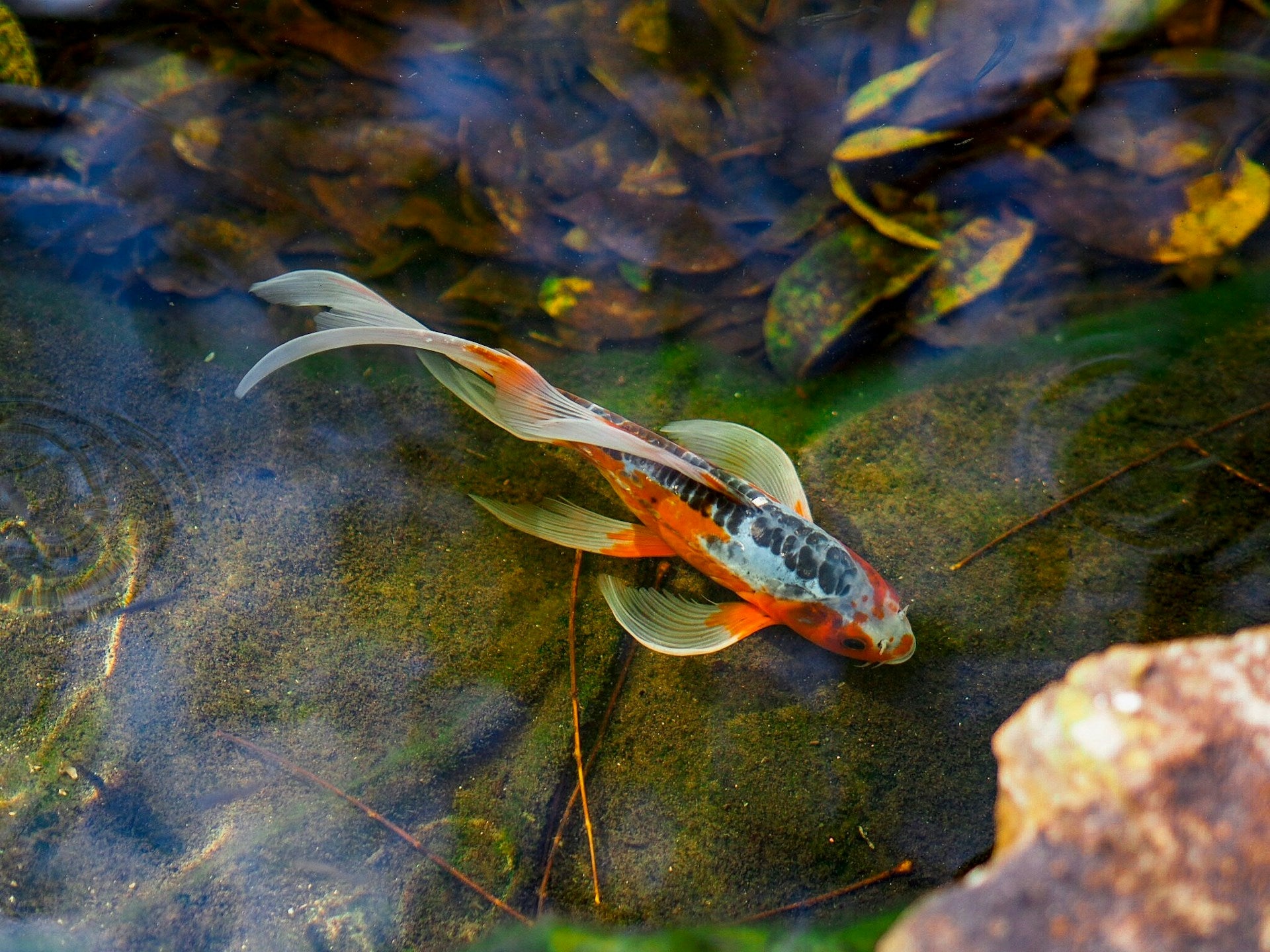 The Ultimate Guide to Koi Fish Care in Ponds: 2024 Edition - Perfect Aquatics Ltd