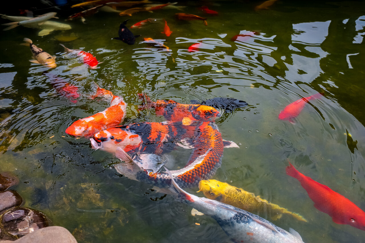 Koi carp food best sale