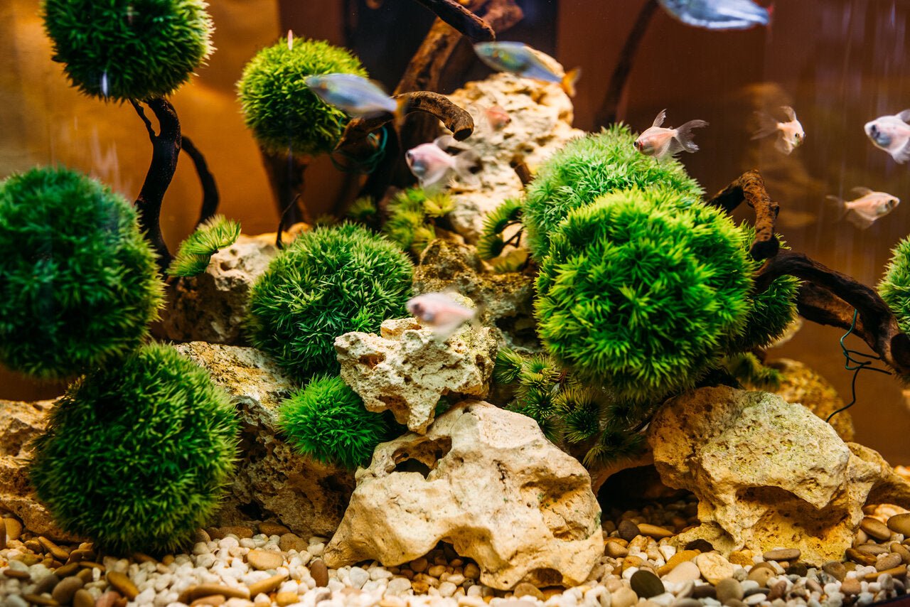 The Art and Science of Aquascaping: Tips and Techniques - Perfect Aquatics Ltd