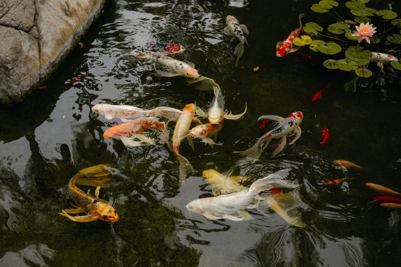 A Comprehensive Guide to Designing, Building, and Caring for a Thriving Koi Pond Sanctuary - Perfect Aquatics Ltd