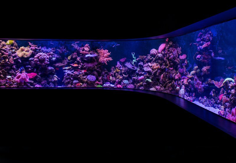 Marine Aquarium Marvels: A Comprehensive Guide to Setting Up, Stocking, and Care - Perfect Aquatics Ltd