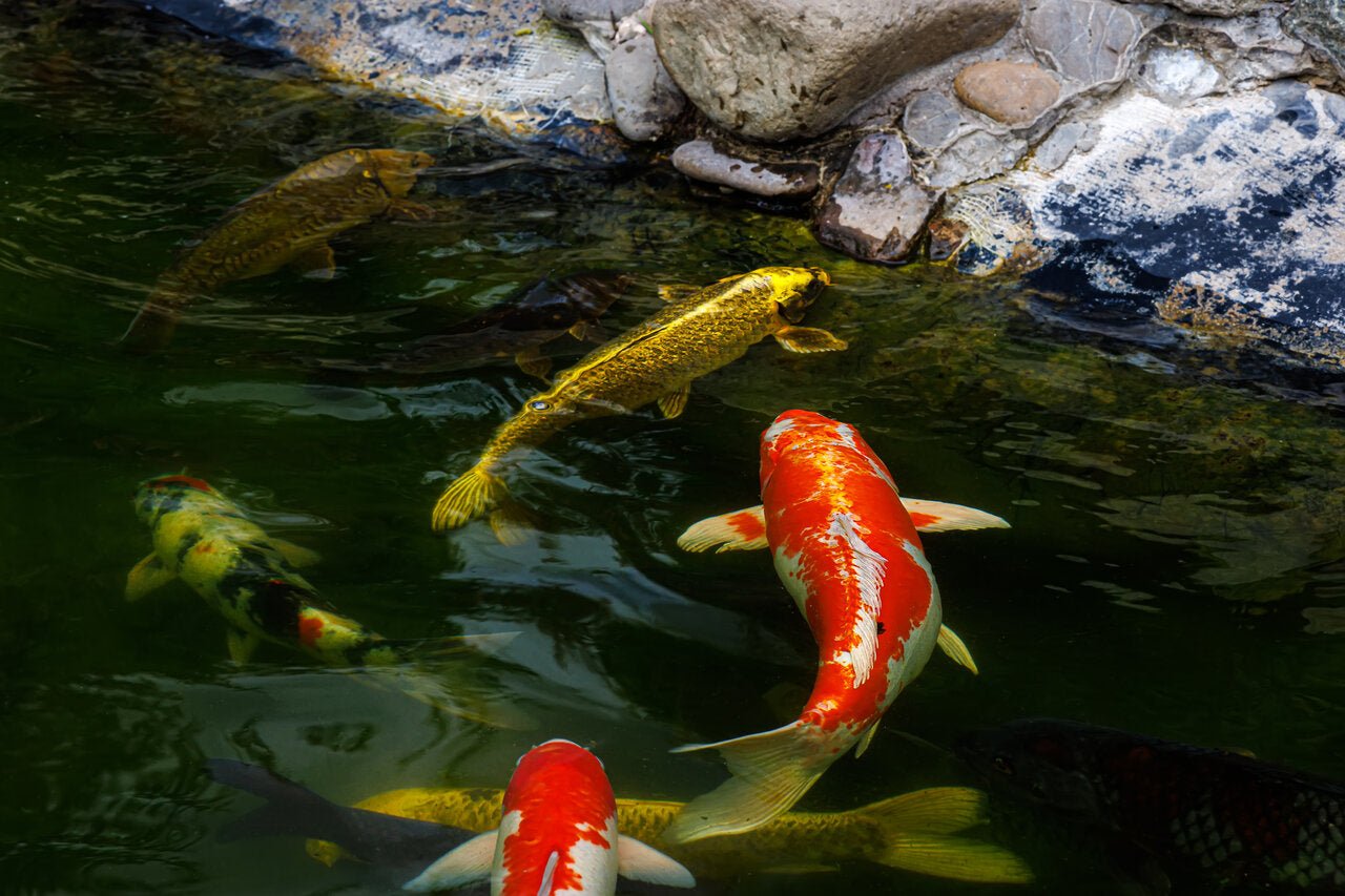 Creating a Healthy Koi Pond: The Essential Guide to Filters, UV Clarifiers, and Pumps - Perfect Aquatics Ltd