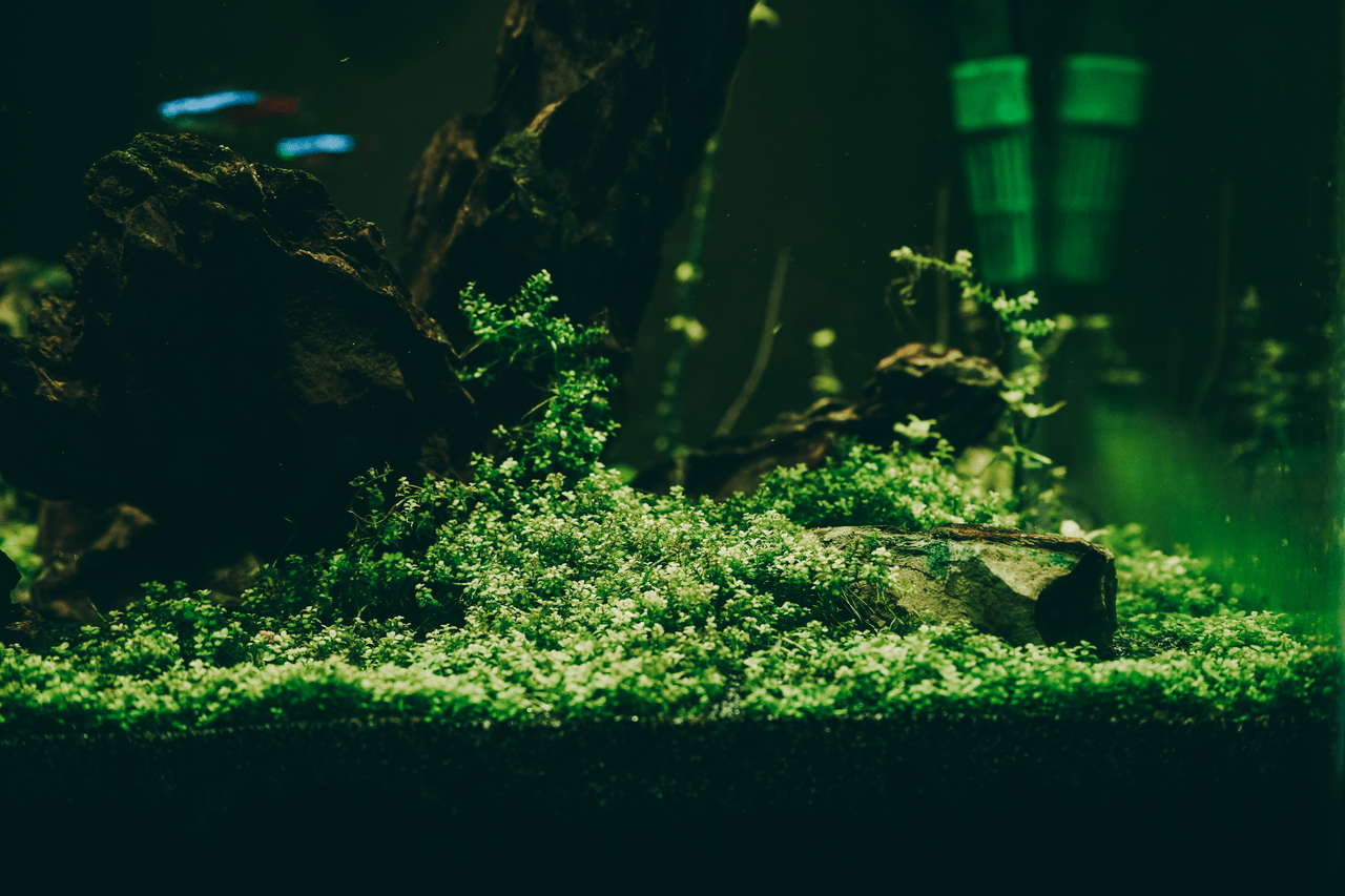 Aquarium Algae Control: Types, Prevention, and Effective Solutions - Perfect Aquatics Ltd