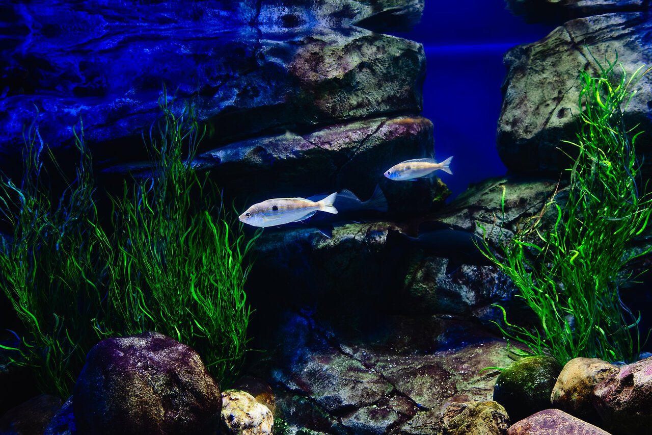 A Comprehensive Guide to Essential Tropical Aquarium Accessories - Perfect Aquatics Ltd