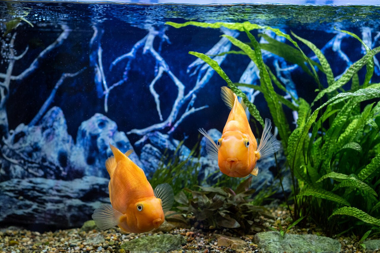 Tropical Aquarium Mastery: A Guide to Design, Plant and Fish Selection, and Care Essentials - Perfect Aquatics Ltd