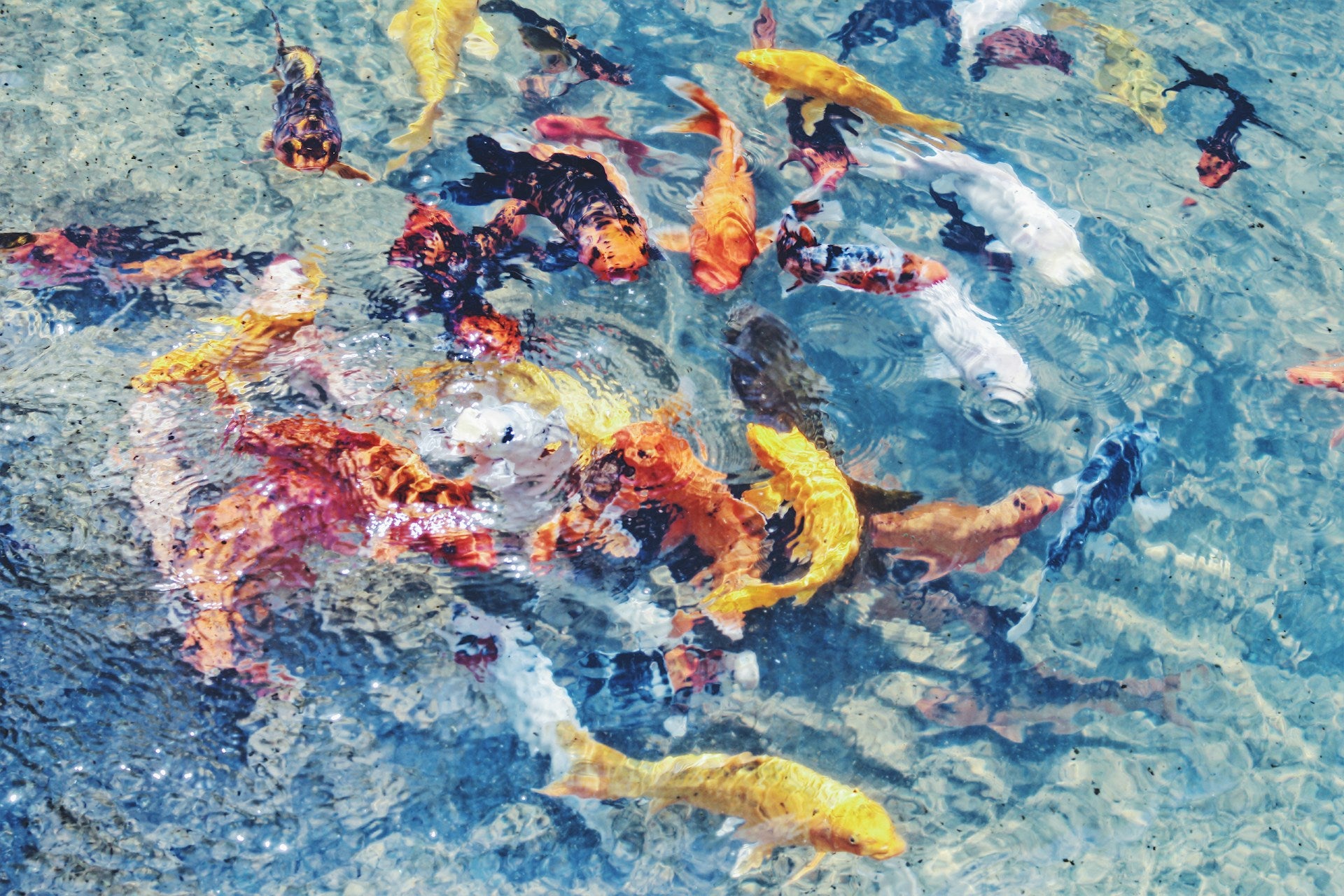 Mastering Koi Pond Keeping: Expert Tips on Design, Koi Selection, and Proper Care for Healthy Fish - Perfect Aquatics Ltd