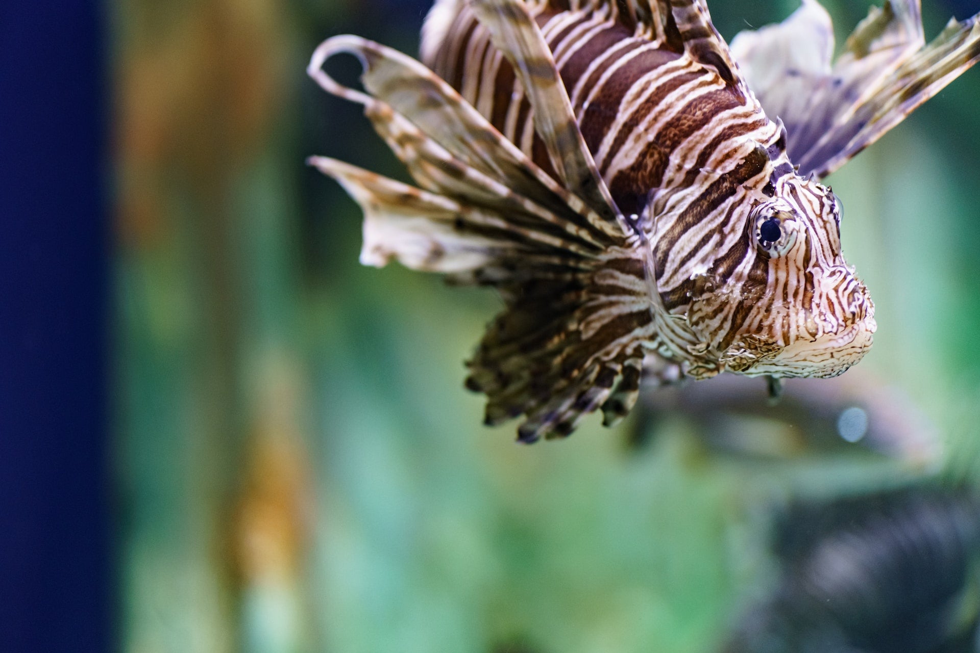 A Guide to Designing and Maintaining a Saltwater Aquarium - Perfect Aquatics Ltd