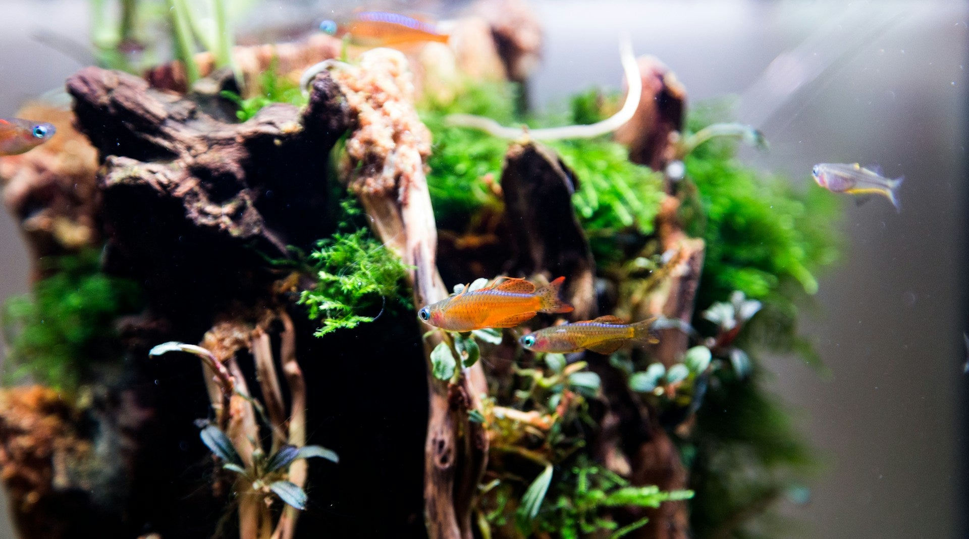 Aquarium Harmony: Perfect Aquatics' Guide to Mastering Water Chemistry - Perfect Aquatics Ltd